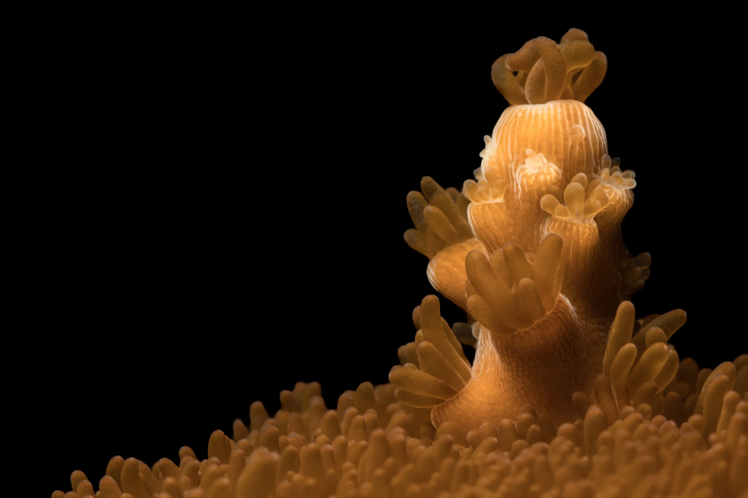 Staghorn Coral (Acropora cervicornis)