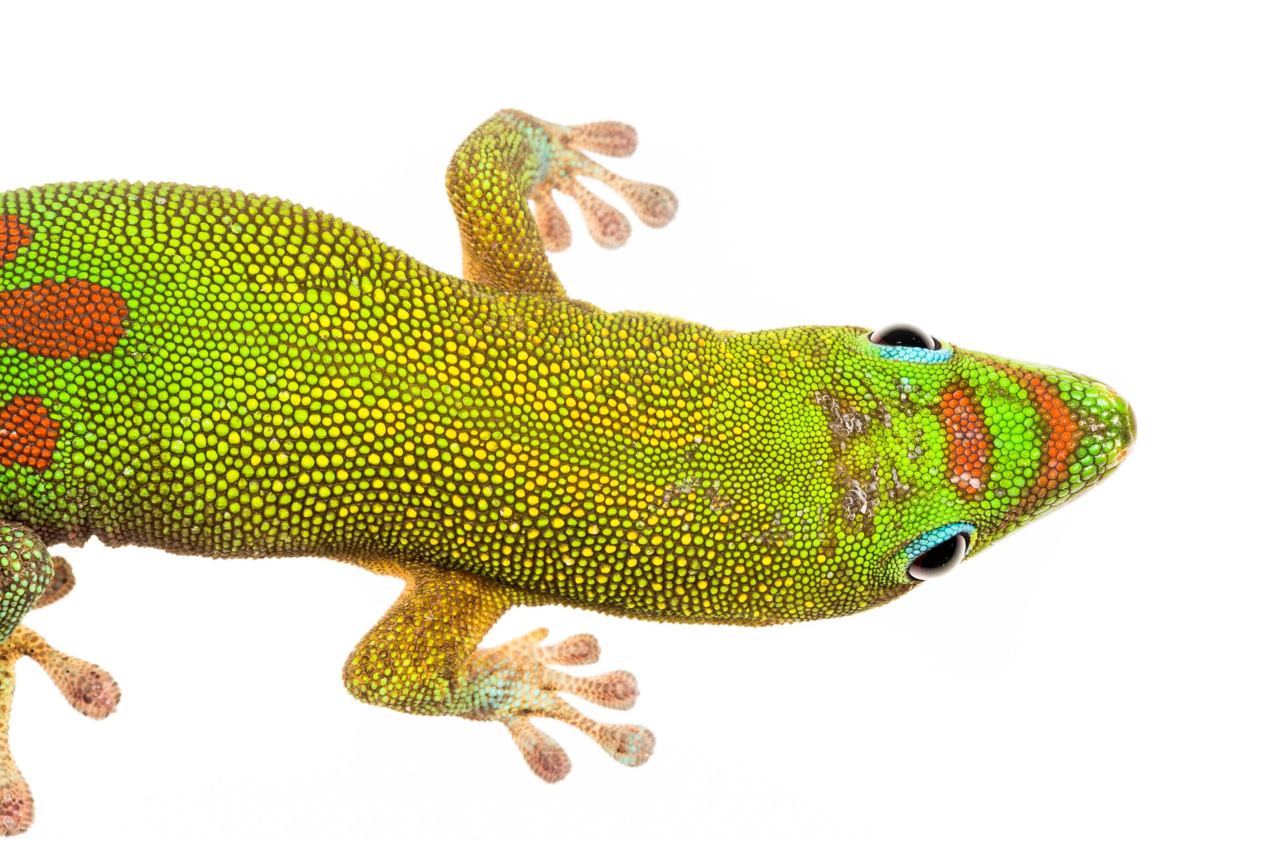 Gold Dust Day Gecko (Phelsuma laticauda)