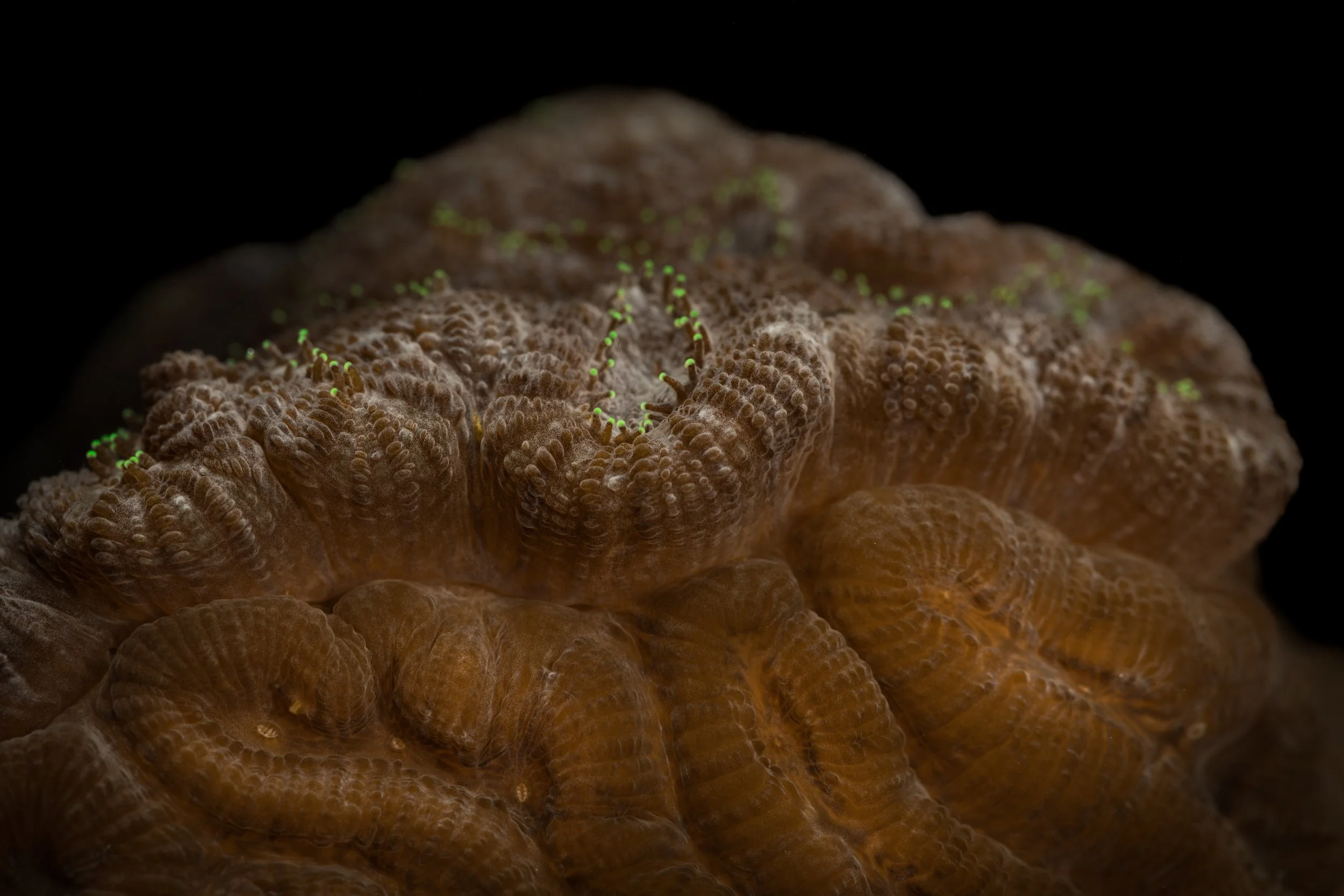 Knobby Brain Coral (Pseudodiploria clivosa) - two corals fighting