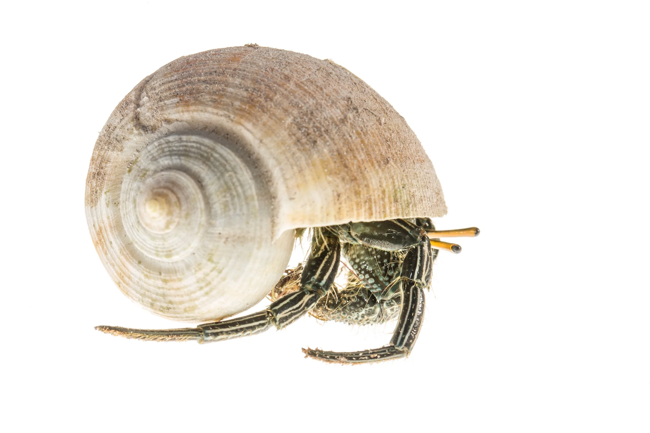 Green-striped Hermit Crab (Clibanarius vittatus)