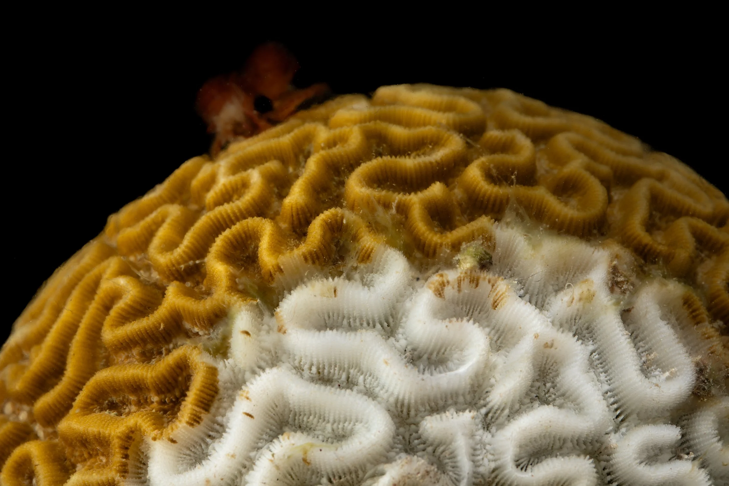Symmetrical Brain Coral (Pseudodiploria strigosa) - infected with Stony Coral Tissue Loss Disease