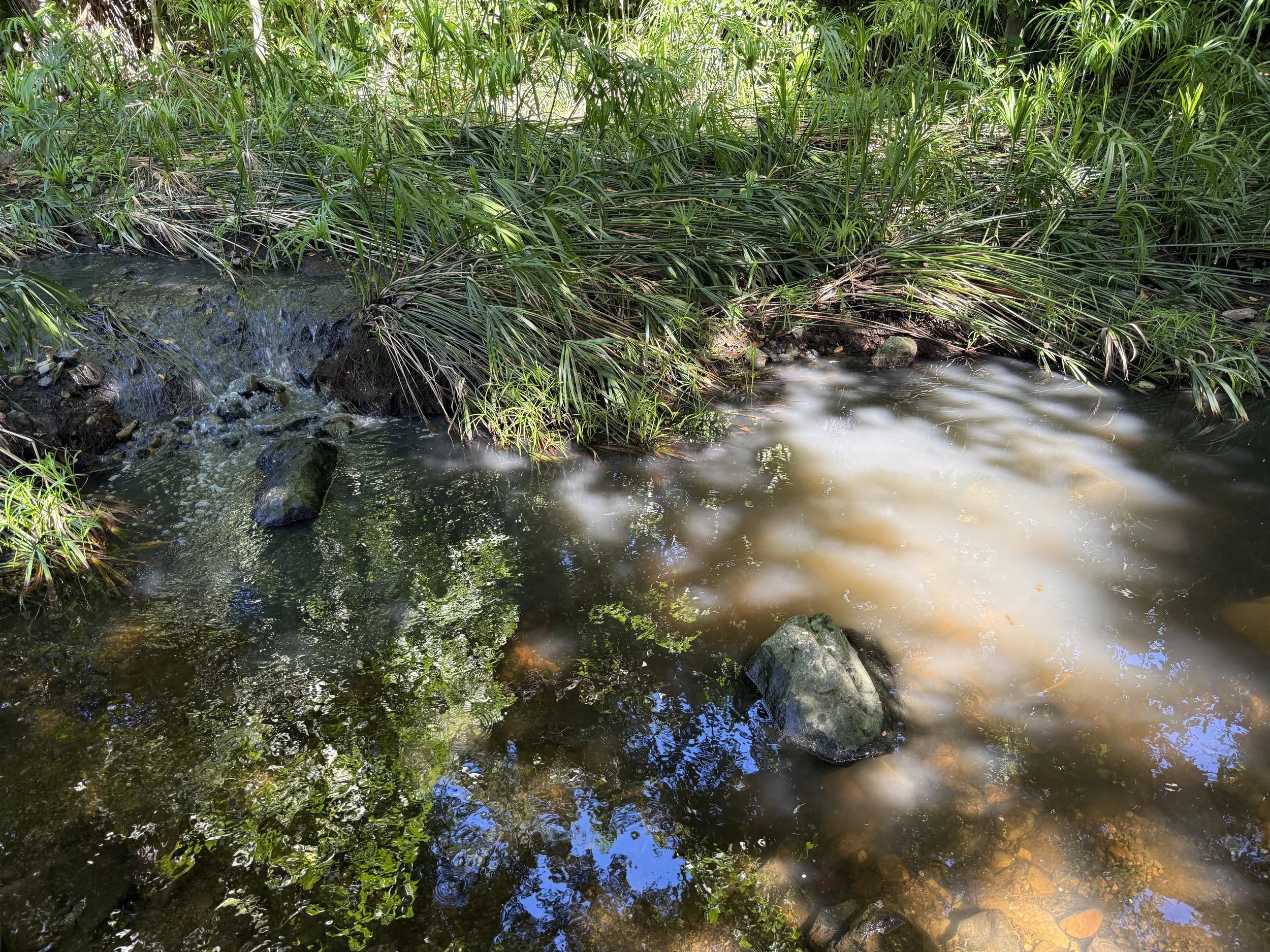  A small tributary of presumed raw sewage empties into Turpentine Gut. 