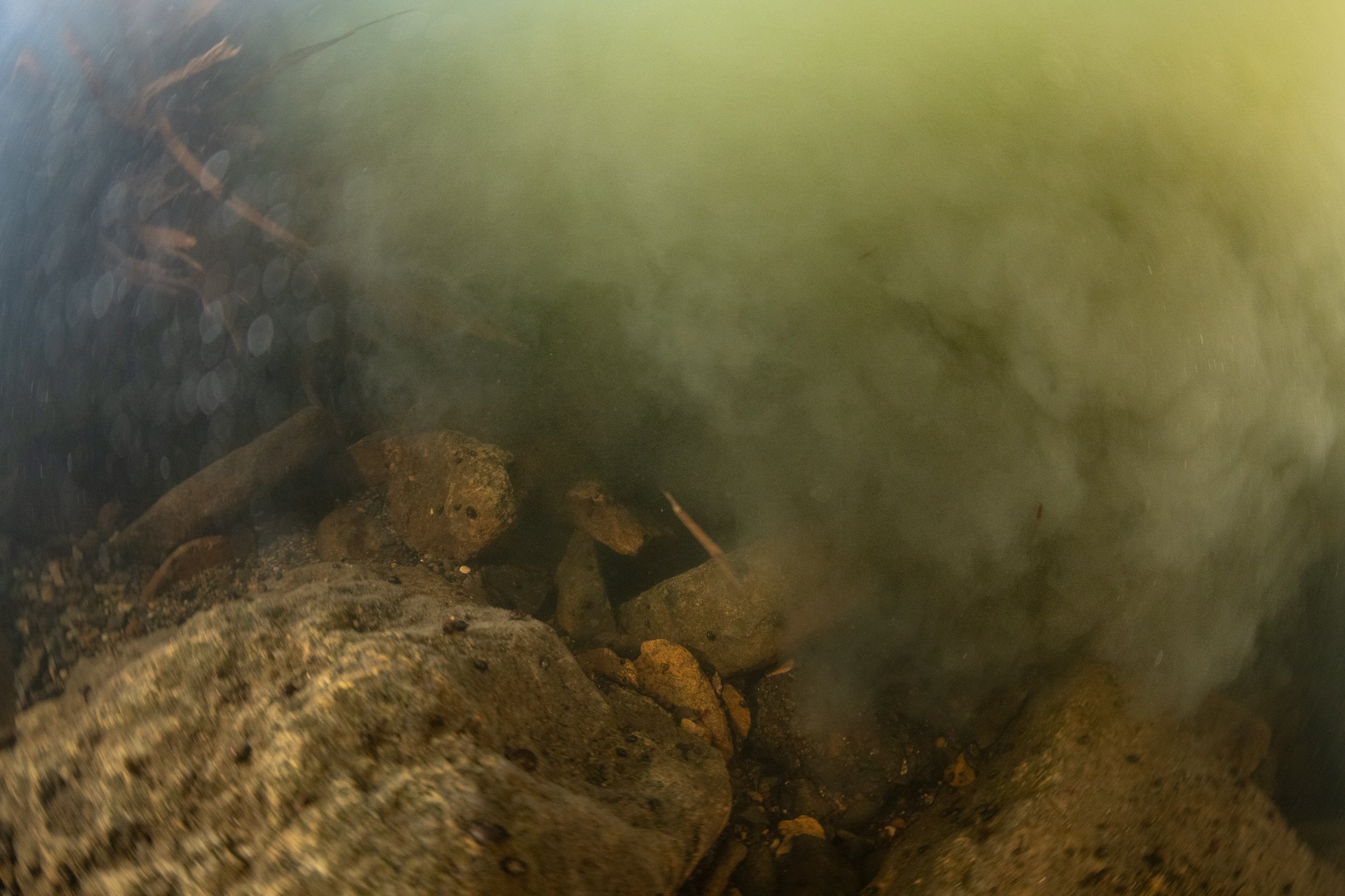  Under a plume of presumed raw sewage. 