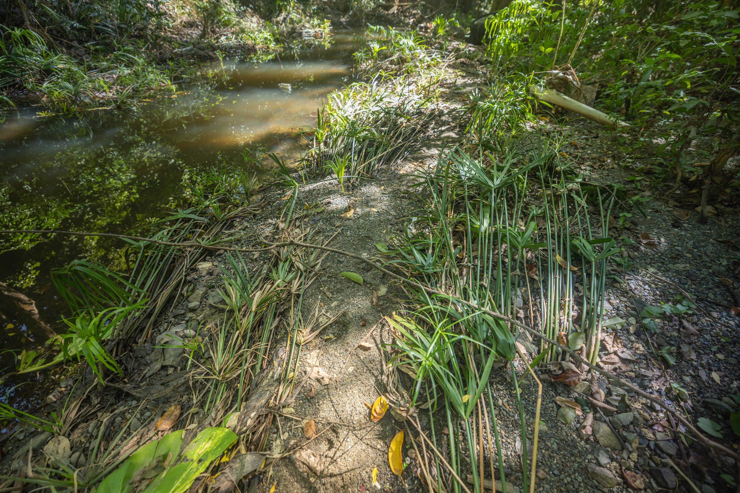  Toppled vegetation provides clues to the water level height during a storm. 