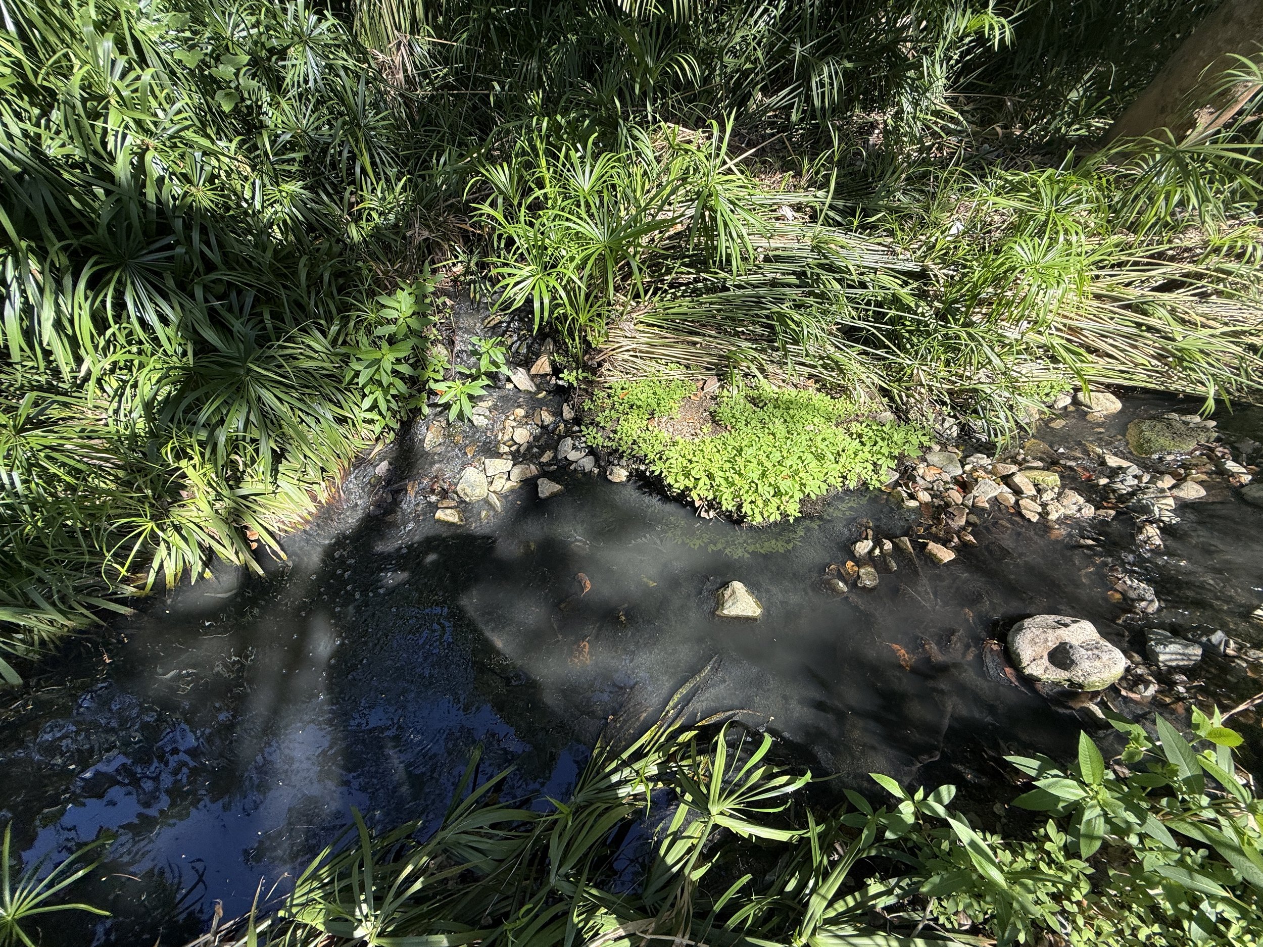  Presumed raw sewage tributary before entering the Turpentine gut. 