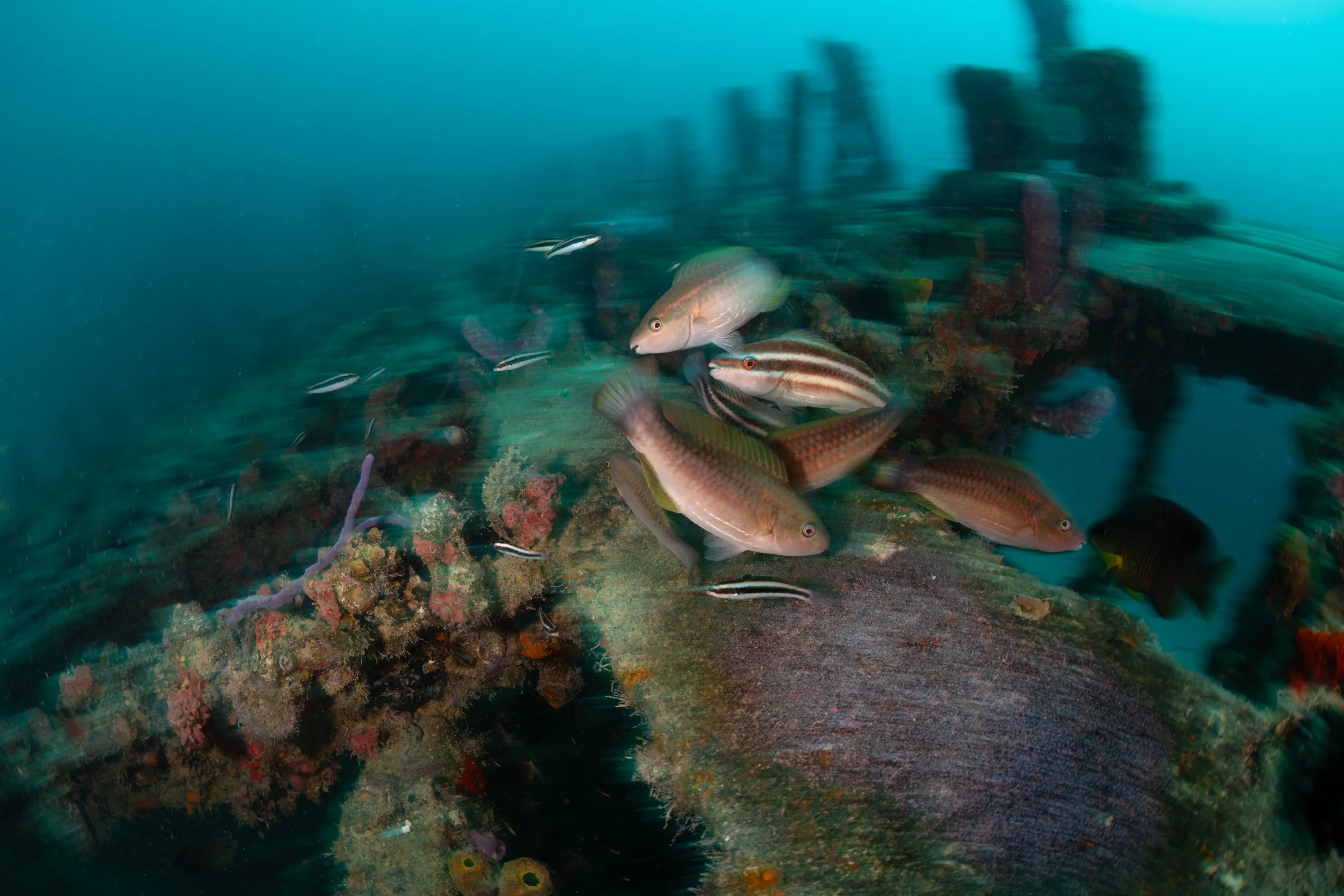 Sergeant Major (Abudefduf saxatilis) eggs being eaten by parrotfish