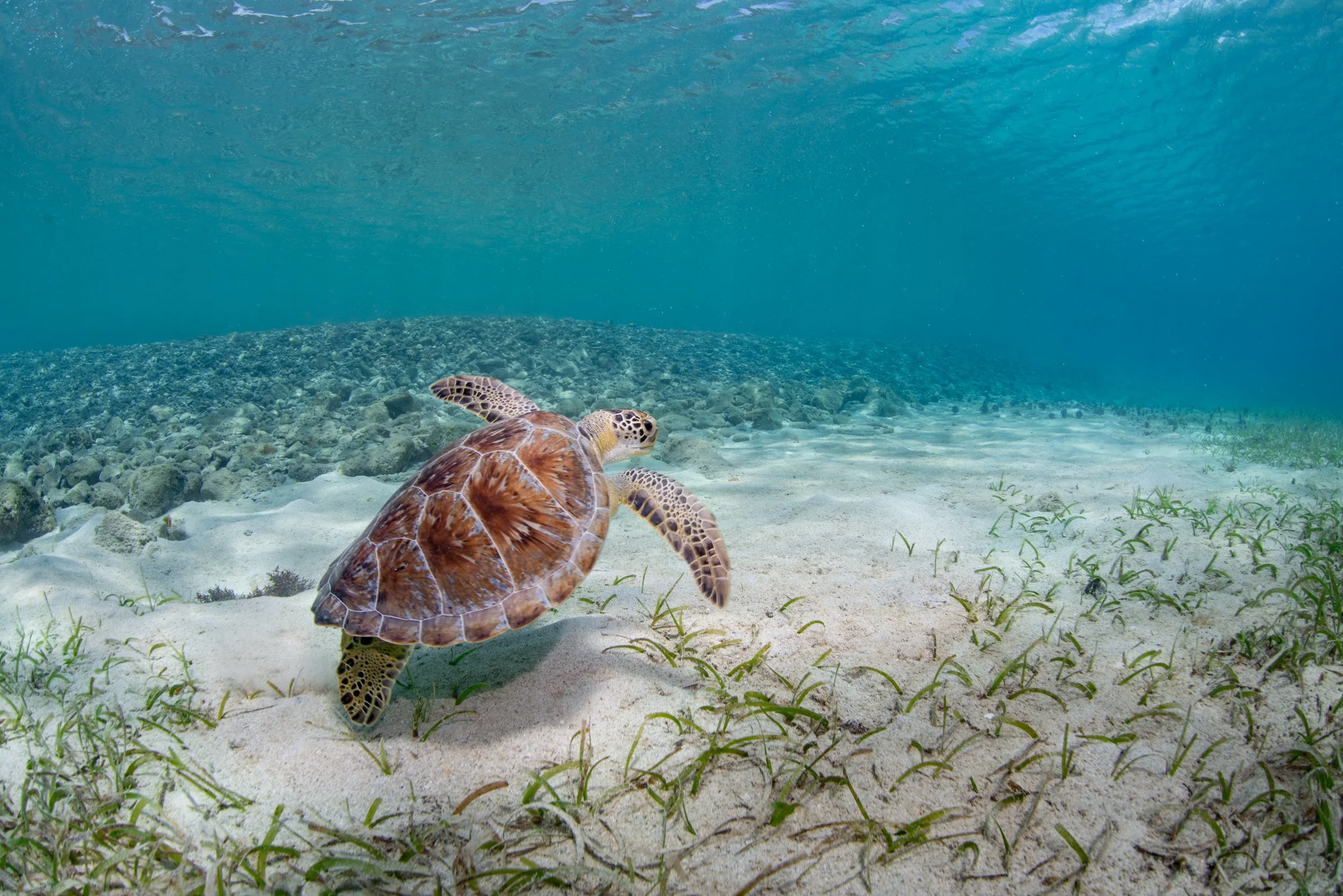 Green Sea Turtle (Chelonia mydas)