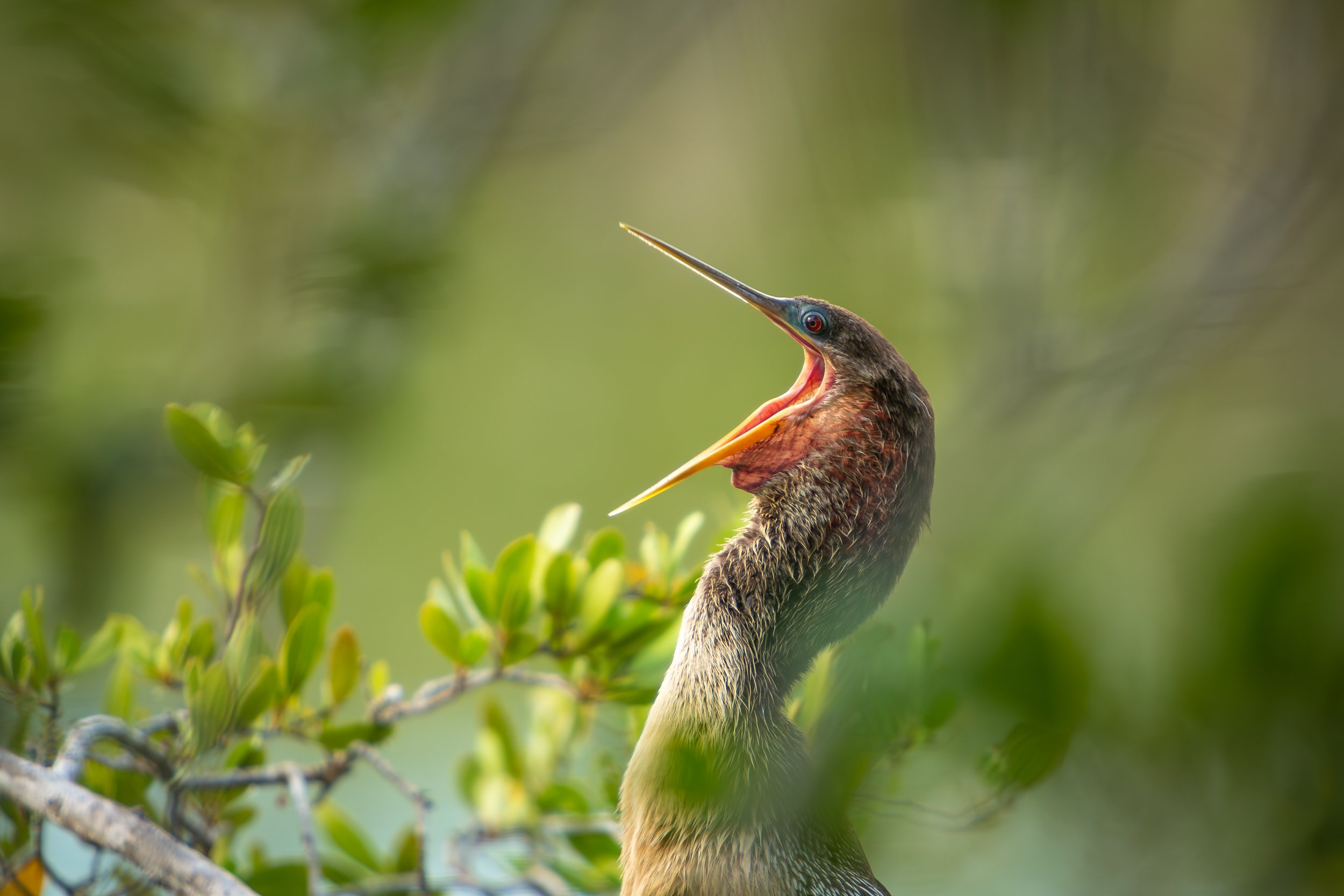 Anhinga (Anhinga anhinga)