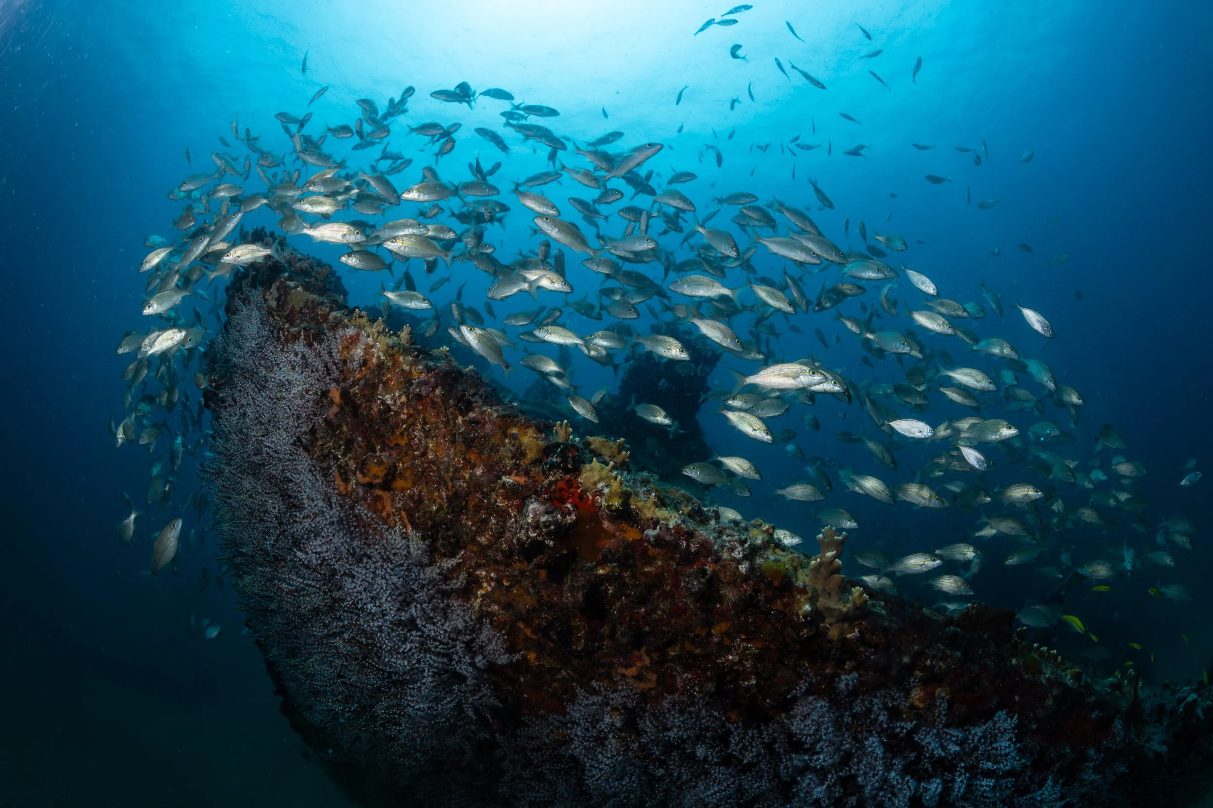 Assorted grunts outlining wreck of the Chikuzen 