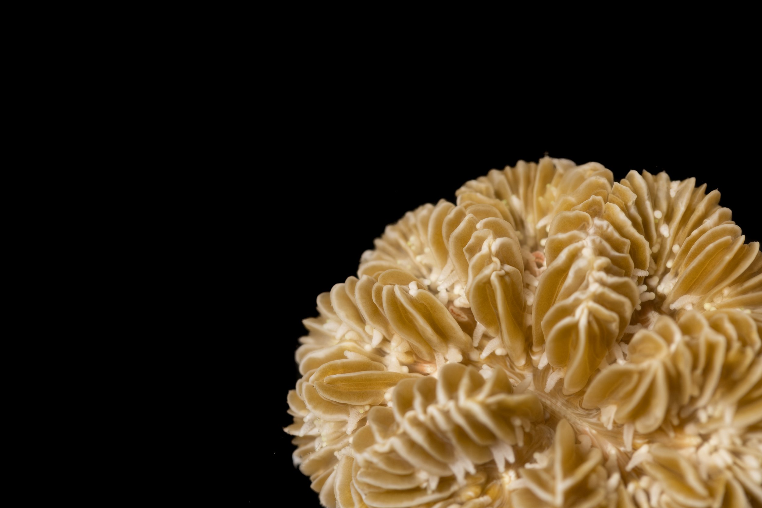 Maze Coral (Meandrina meandrites)