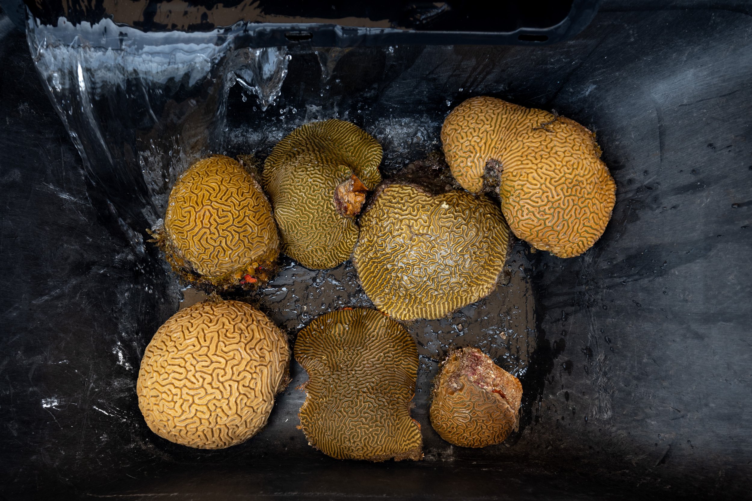 Coral World Ocean & Reef Initiative