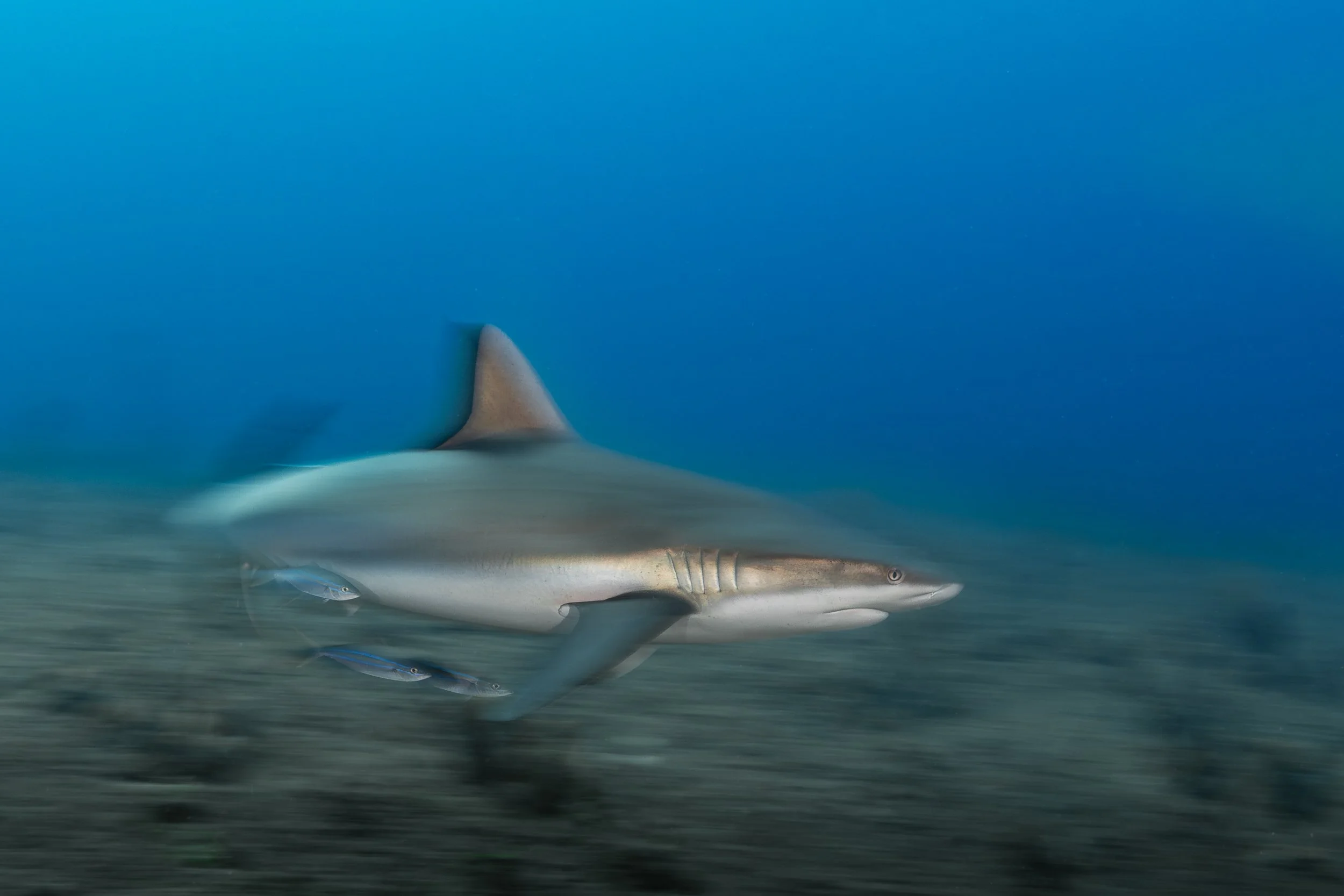 Caribbean Reef Shark (Carcharhinus perezii)