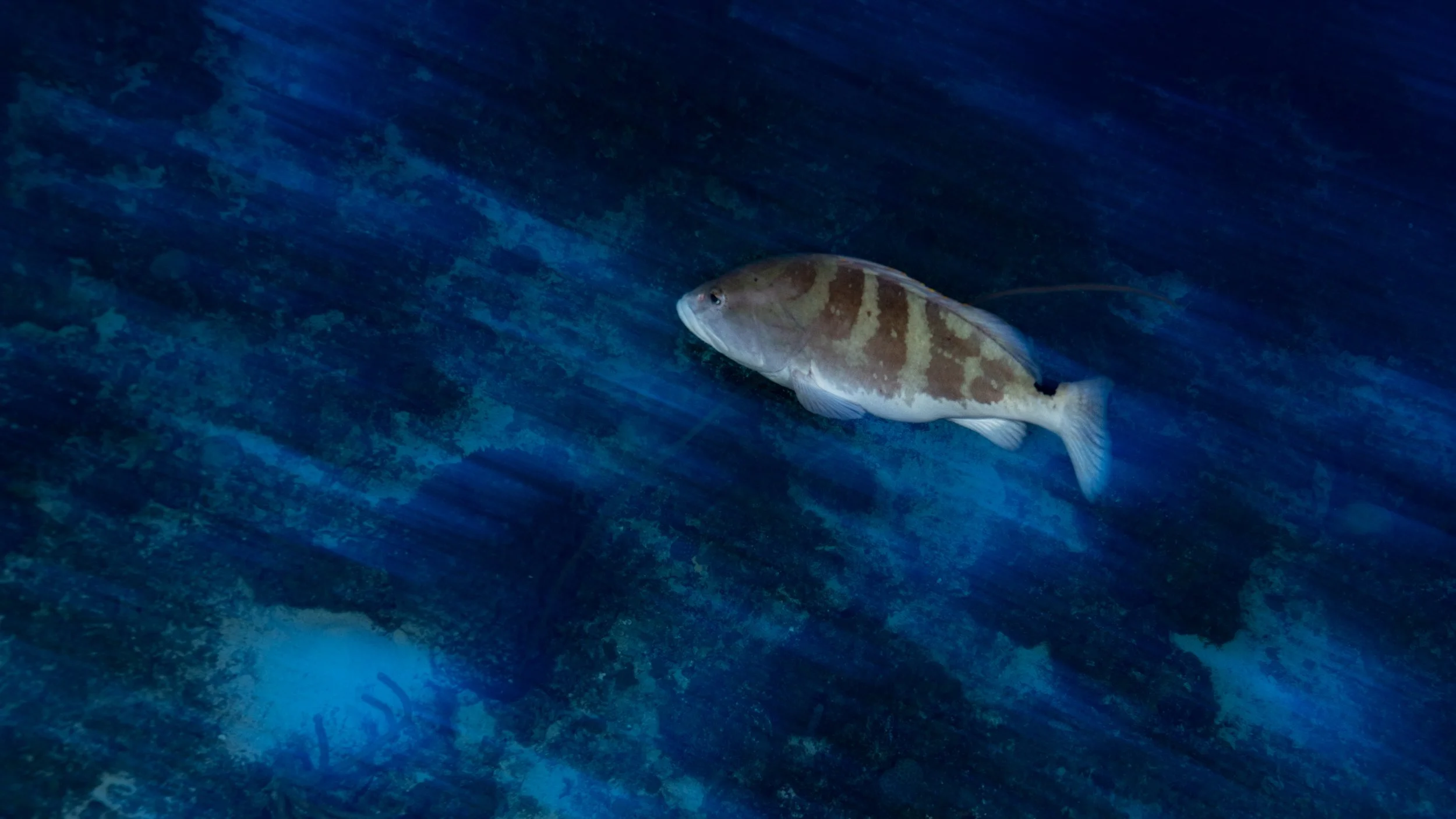 Nassau Grouper (Epinephelus striatus
Class: Actinopterygii)