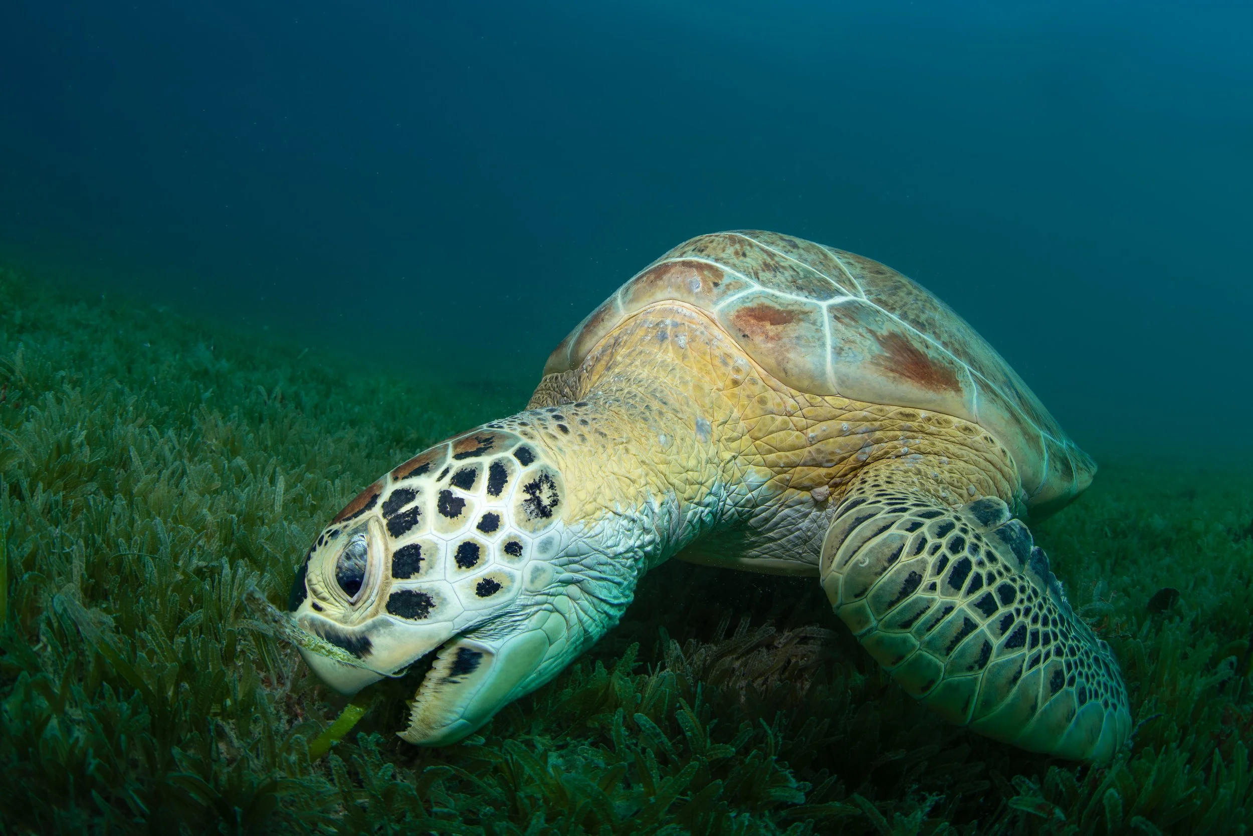 Green Sea Turtle (Chelonia mydas)