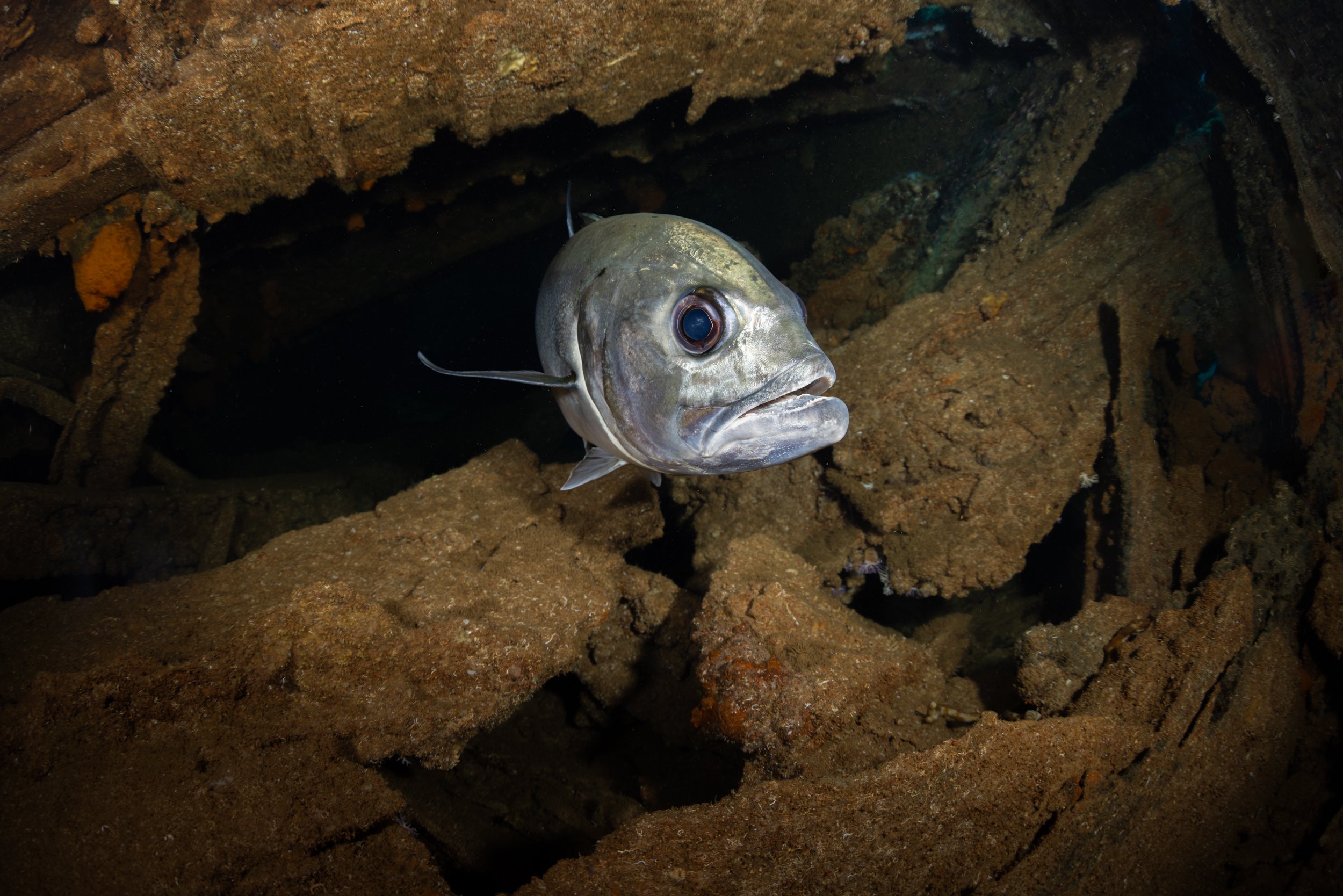 Horse-eye Jack (Caranx latus)