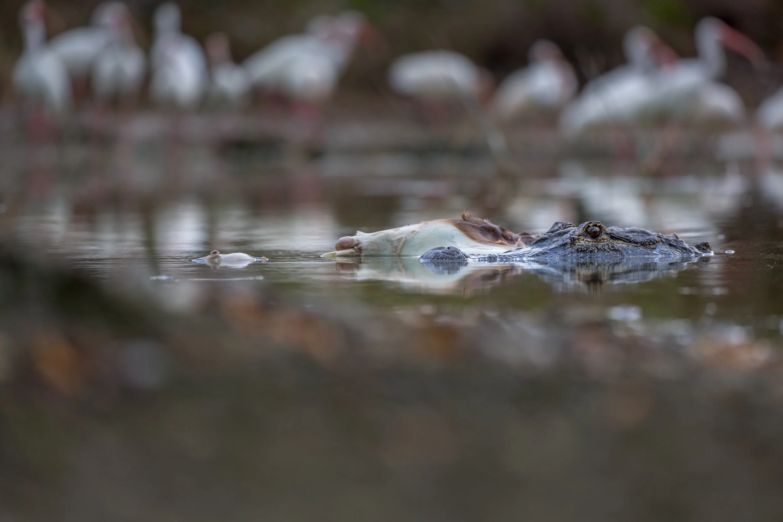 American Alligator (Alligator mississippiensis) with Key Deer (Odocoileus virginianus clavium)