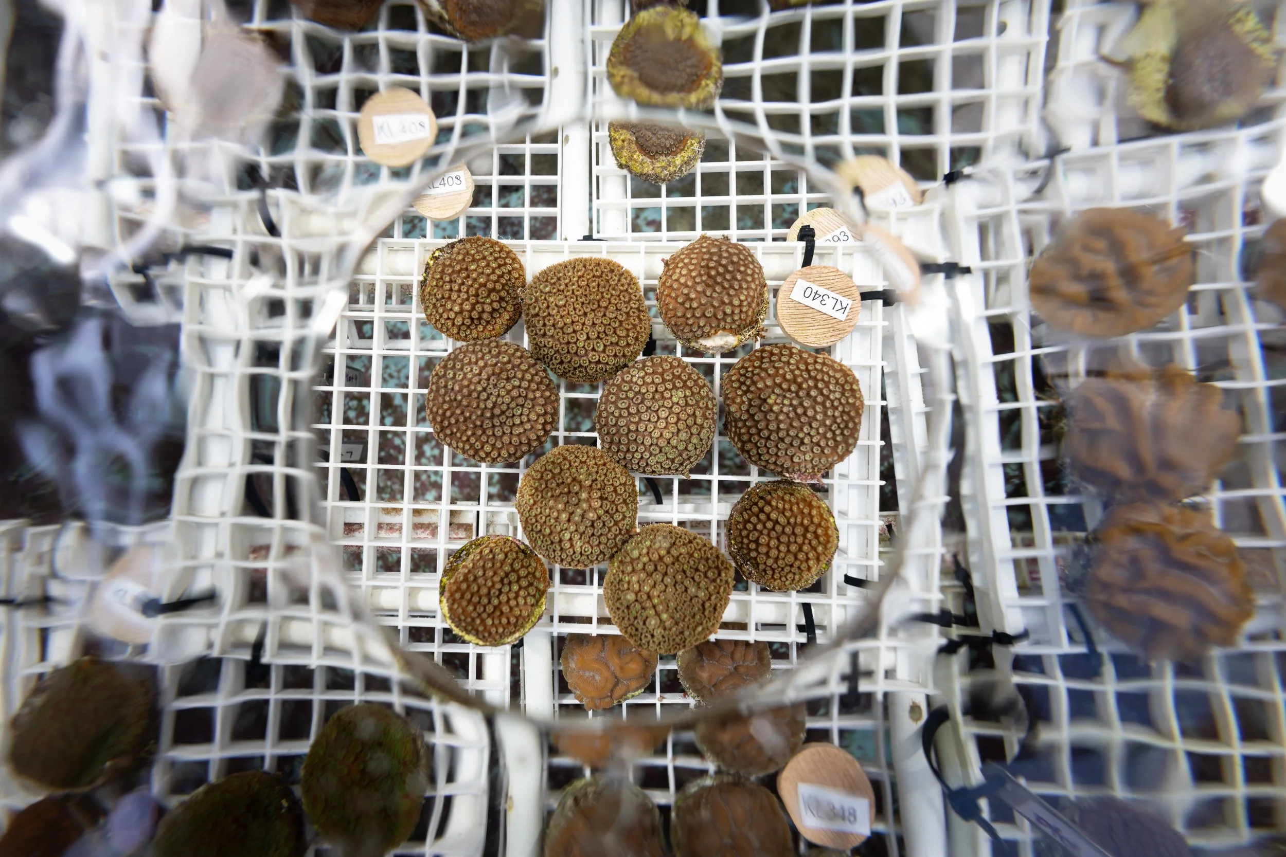 CoralMicrofragments.jpg