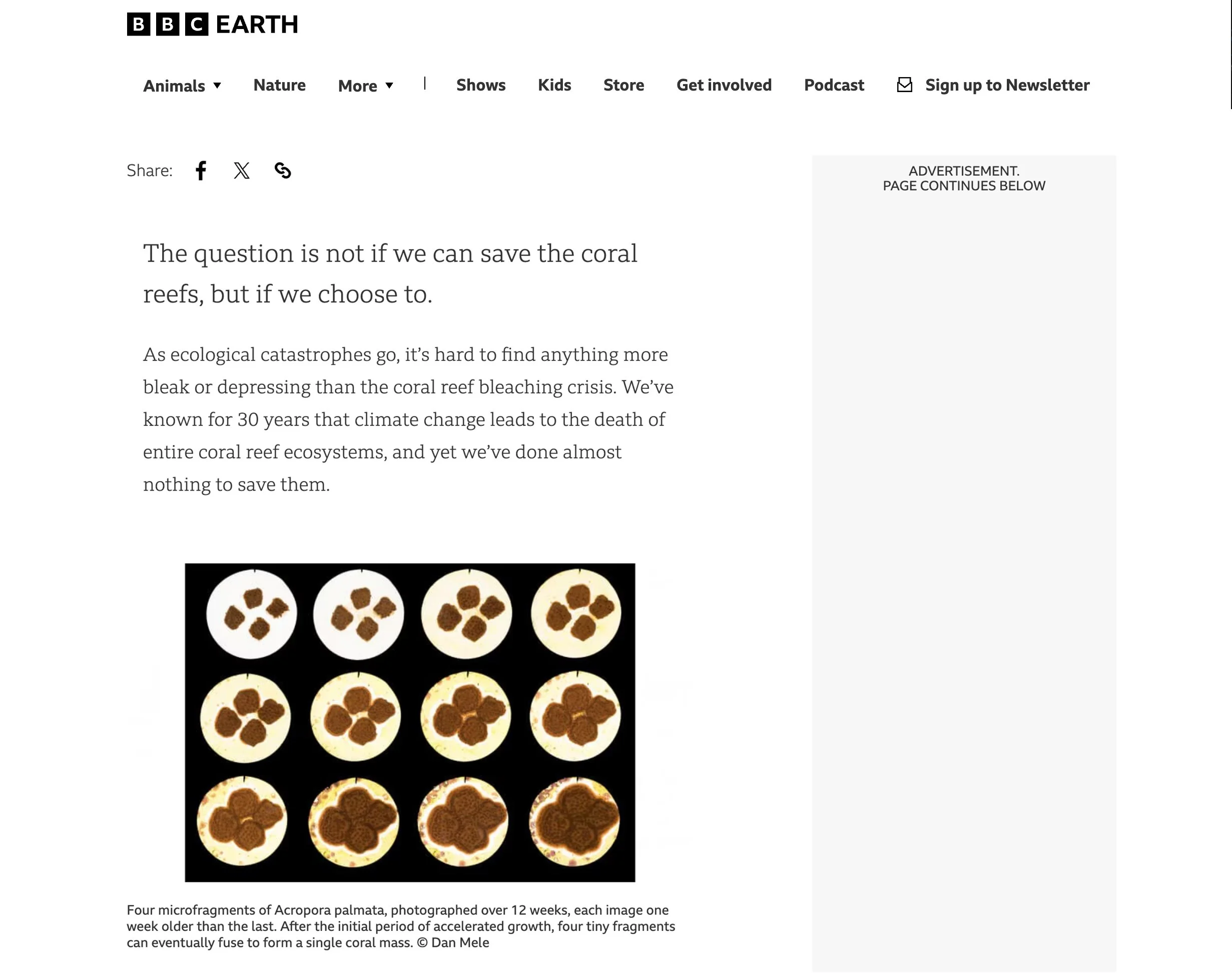 BBCEarthCoral.jpg