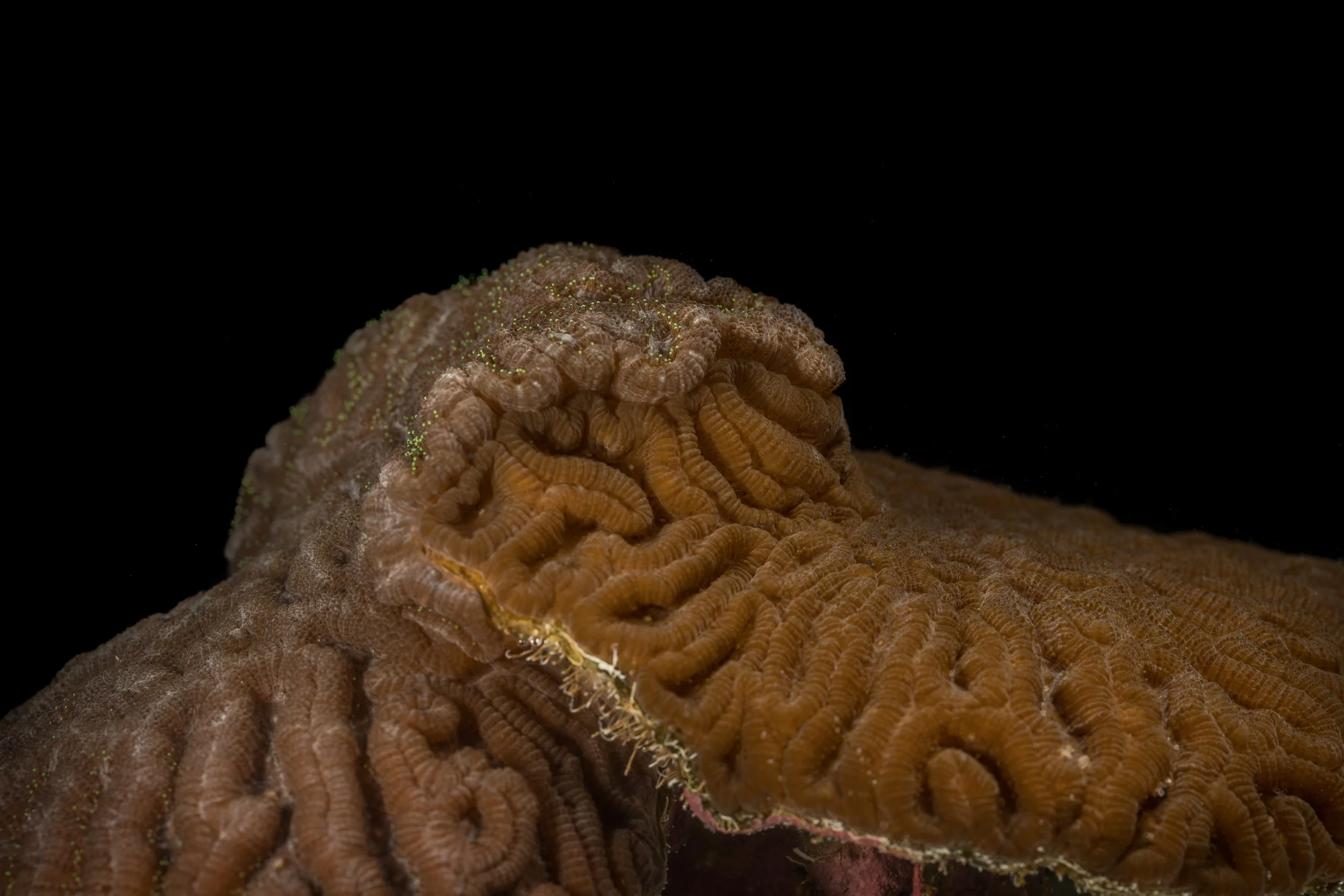 Knobby Brain Coral (Pseudodiploria clivosa) - two corals fighting