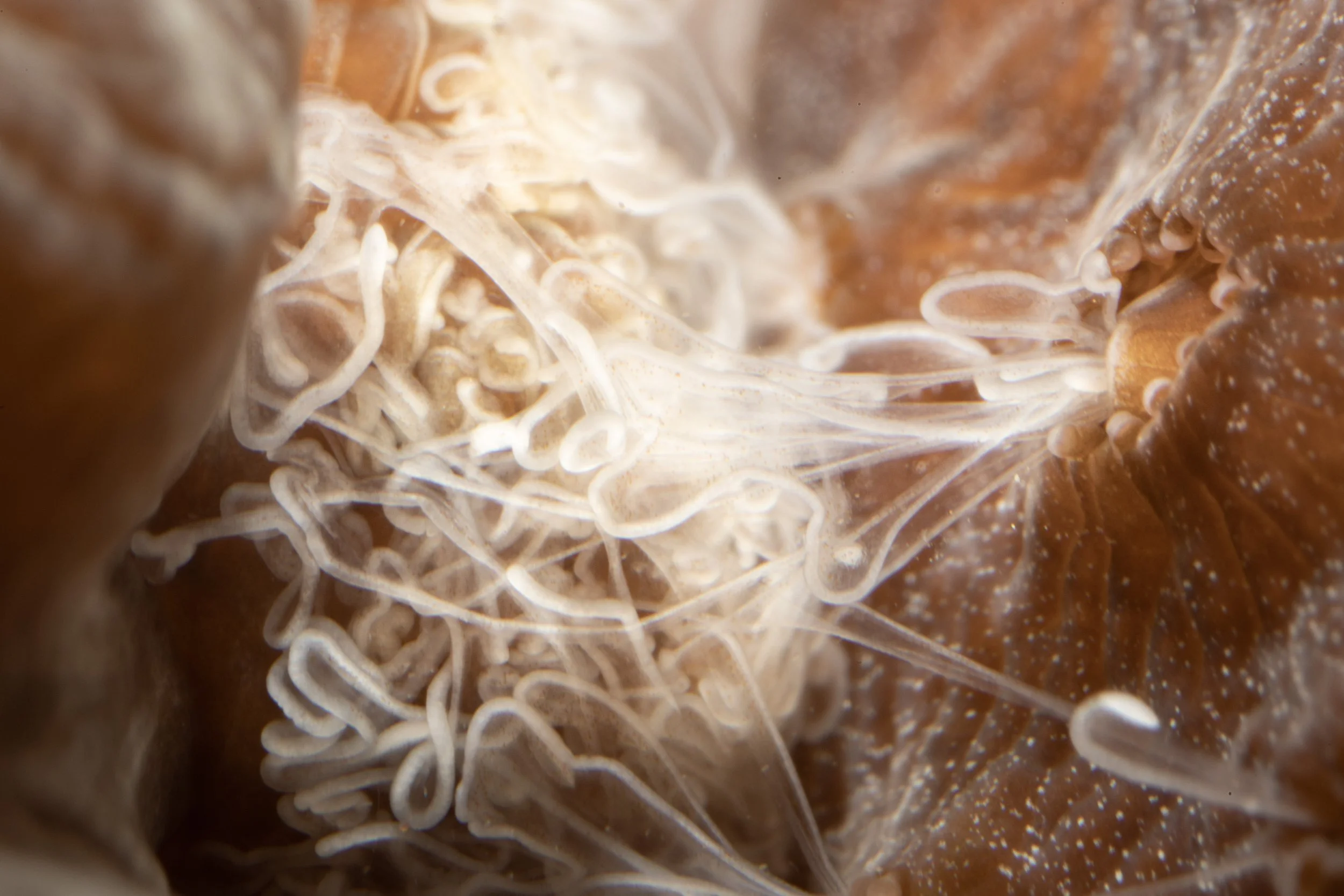 Great Star Coral (Montastraea cavernosa) Left being attacked by Boulder Star Coral (Orbicella annularis) Right