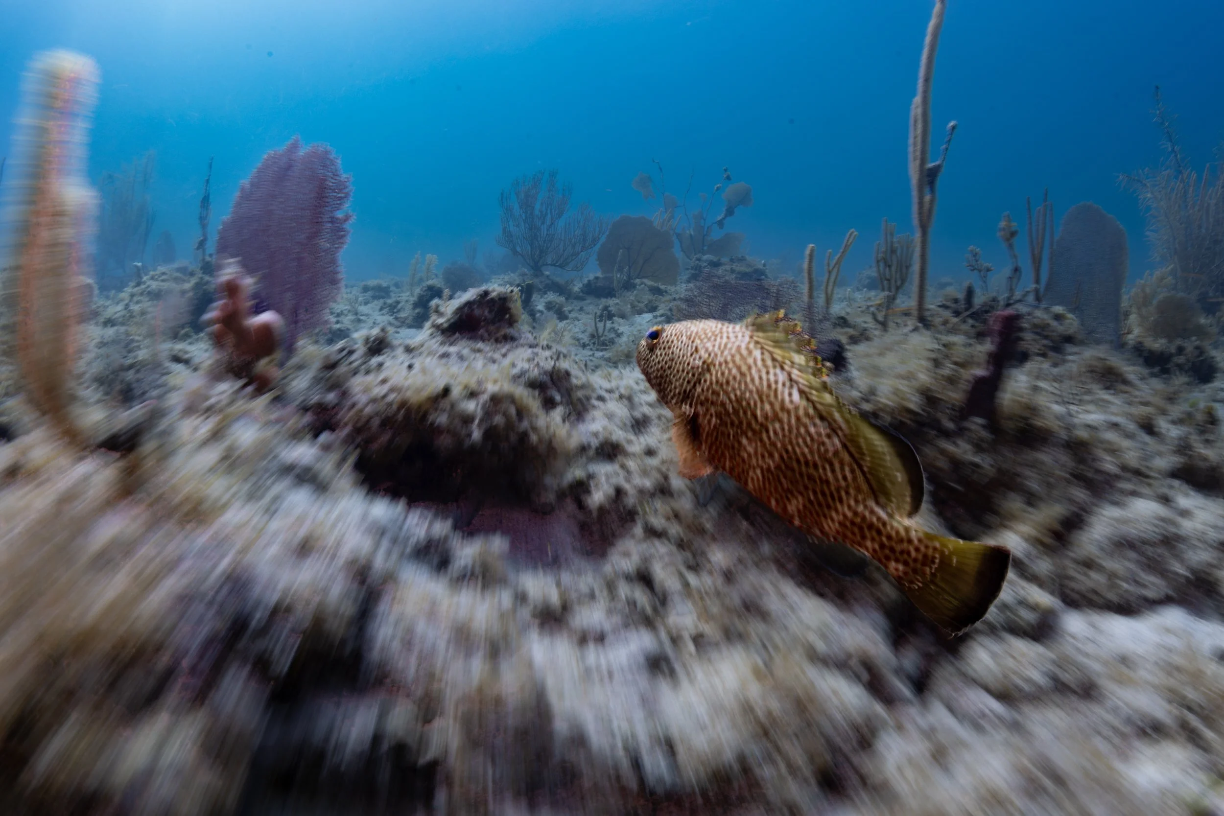 Red Hind (Epinephelus guttatus)