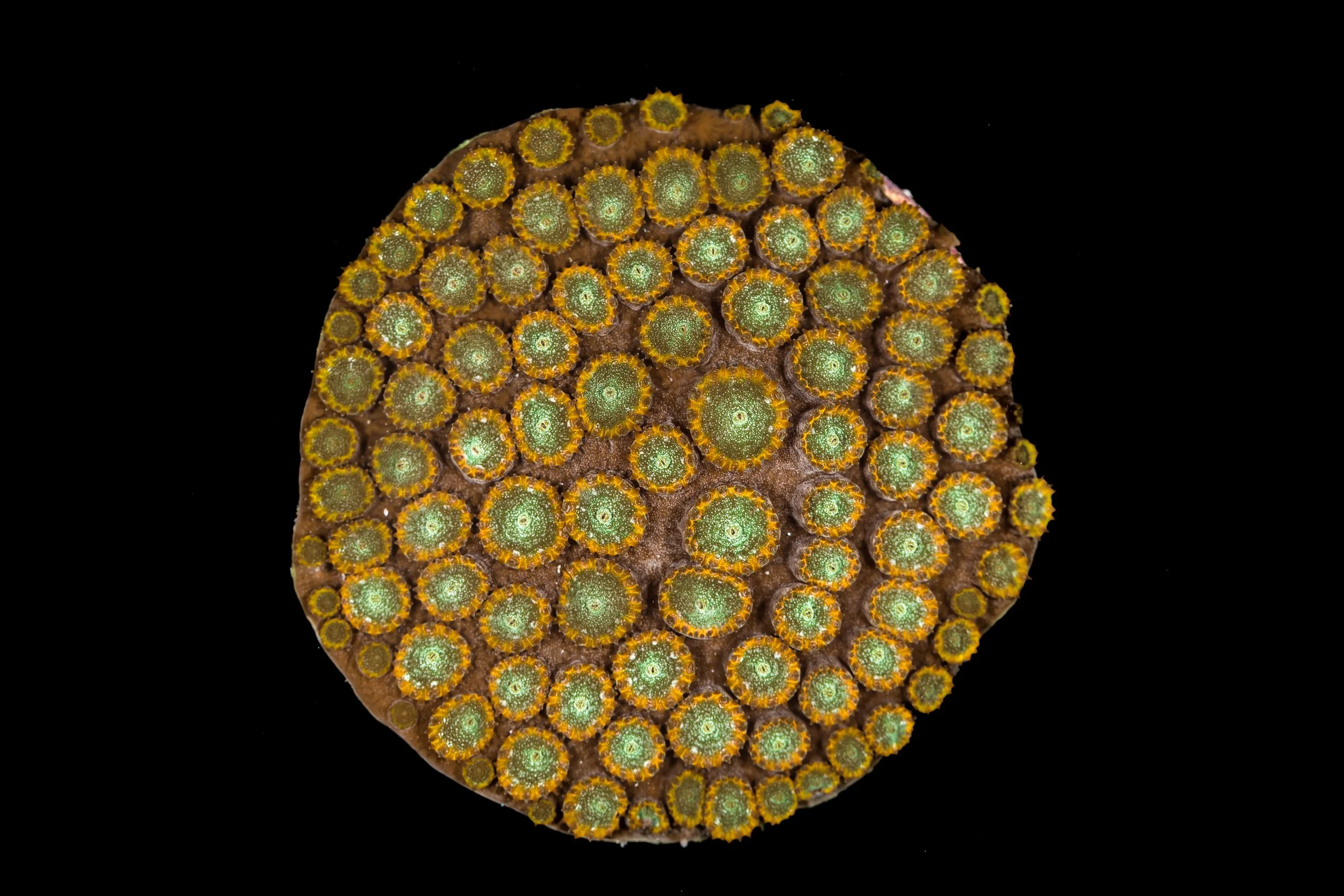 Mountainous Star Coral (Orbicella faveolata)