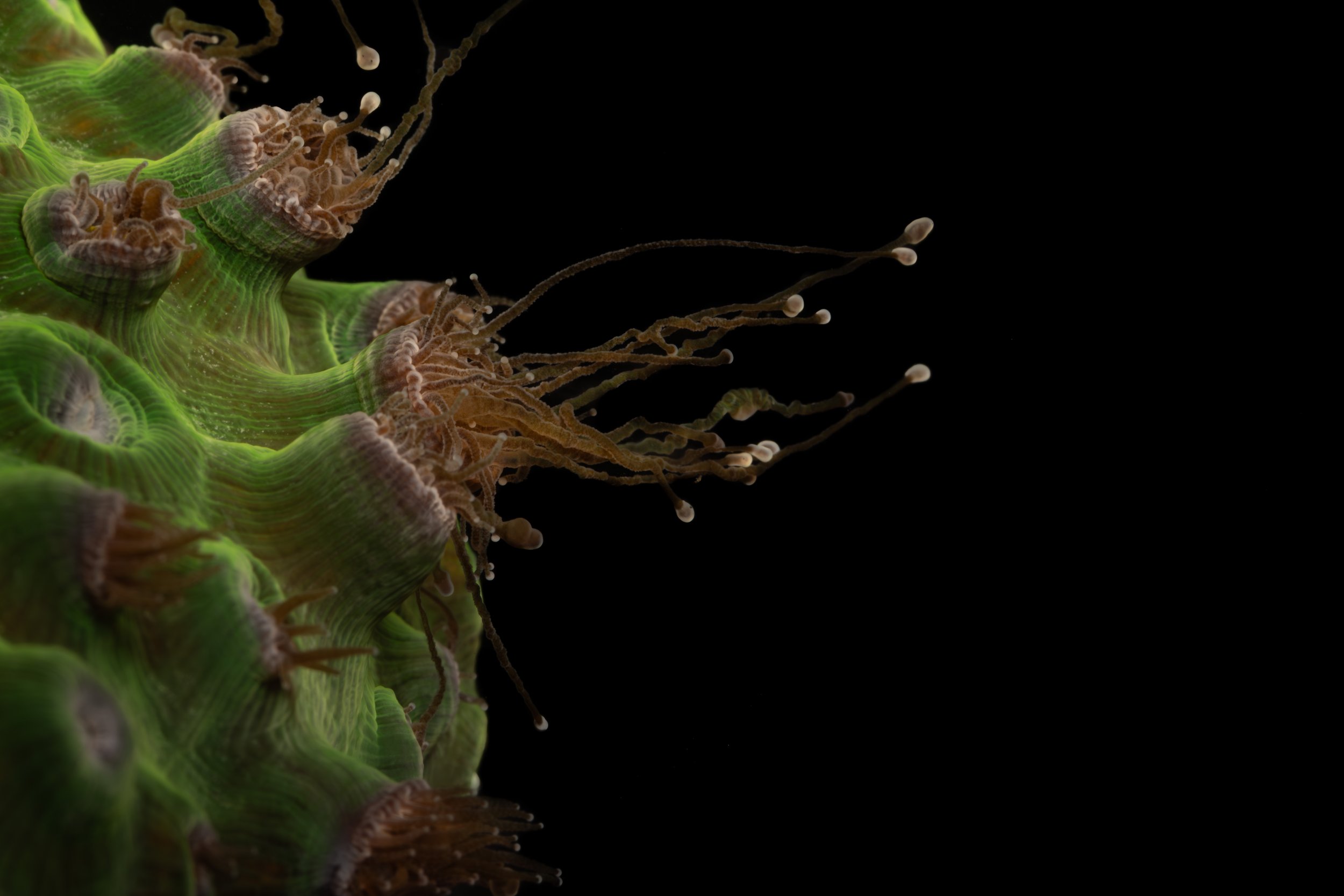 Great Star Coral (Montastraea cavernosa) - sweeper tentacles