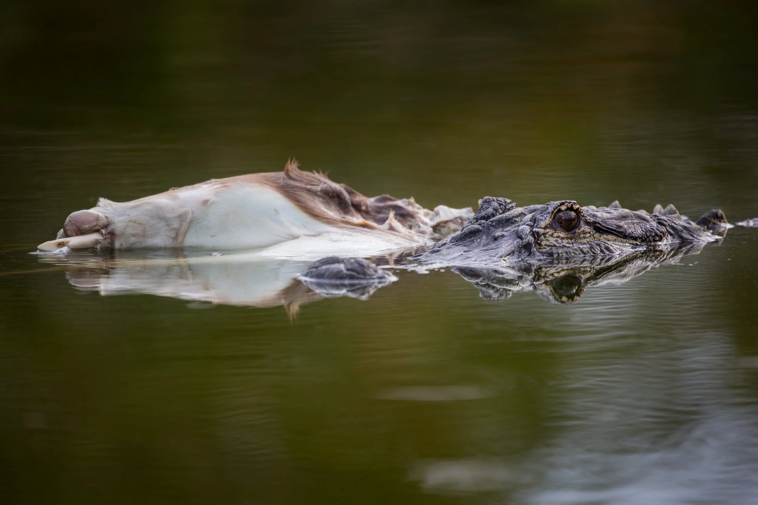 American Alligator (Alligator mississippiensis) with Key Deer (Odocoileus virginianus clavium)
