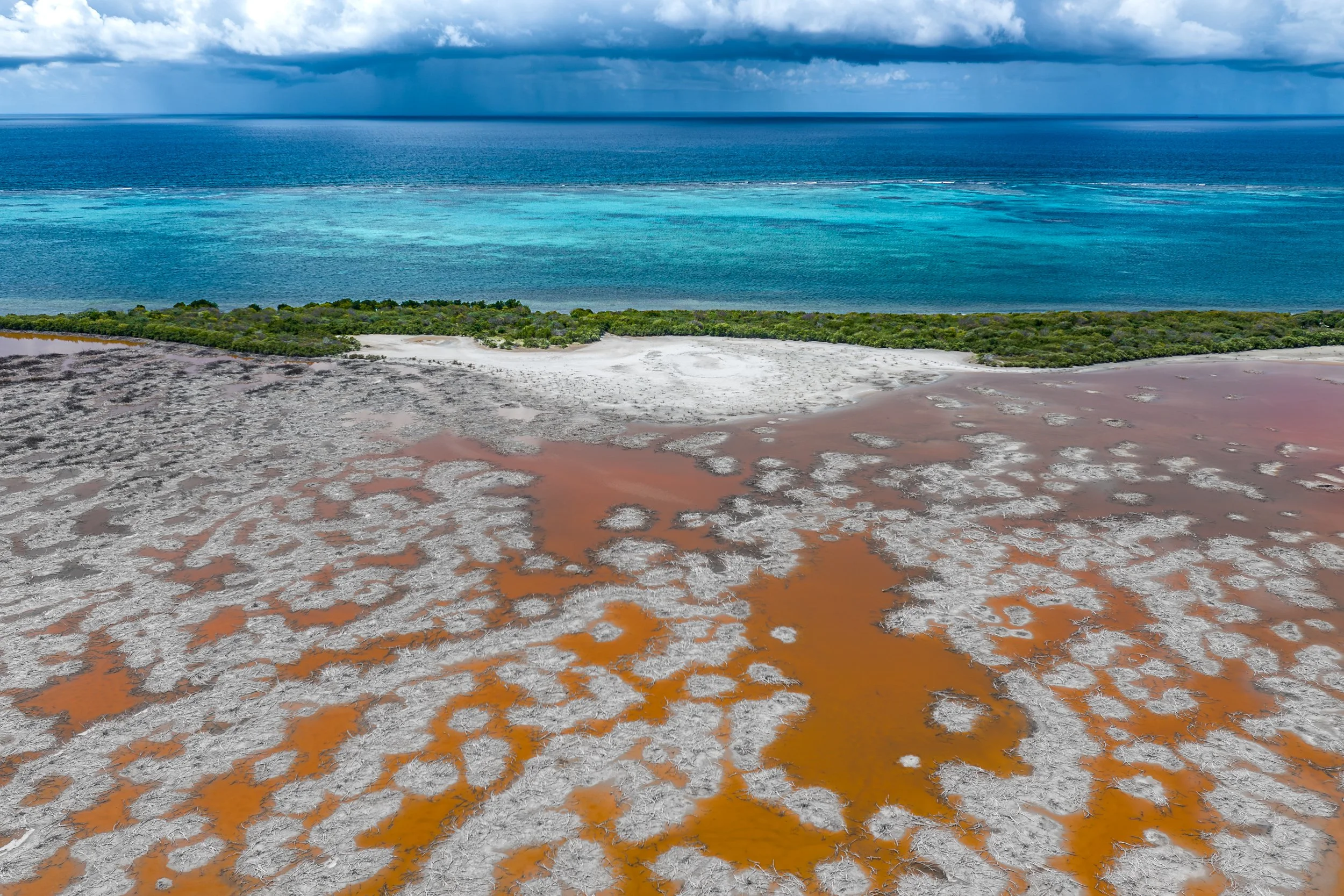 GreatPondMangroves_VirginIslands1.jpg