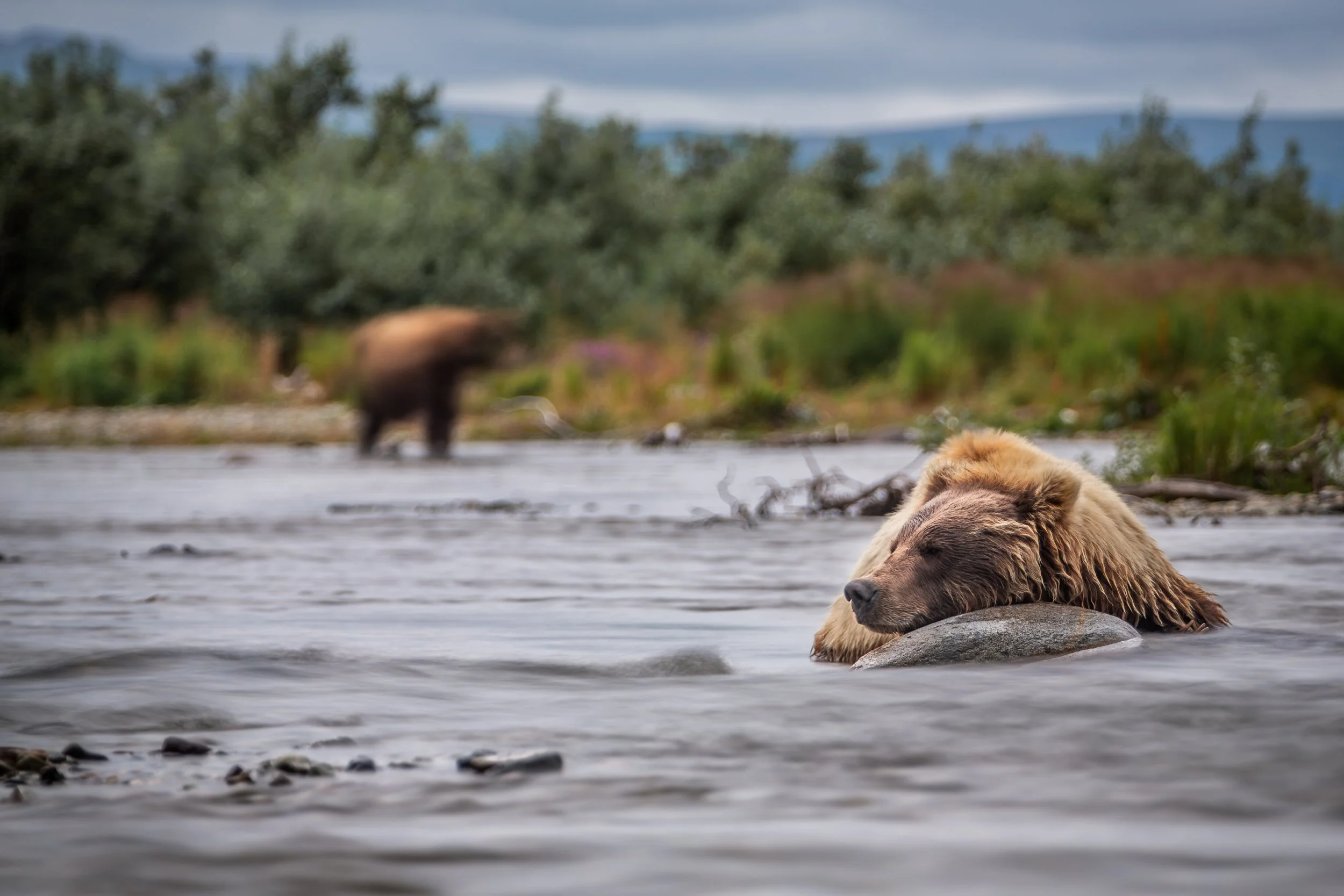 Alaskan Brown Bear (Ursus arctos gyas) 
