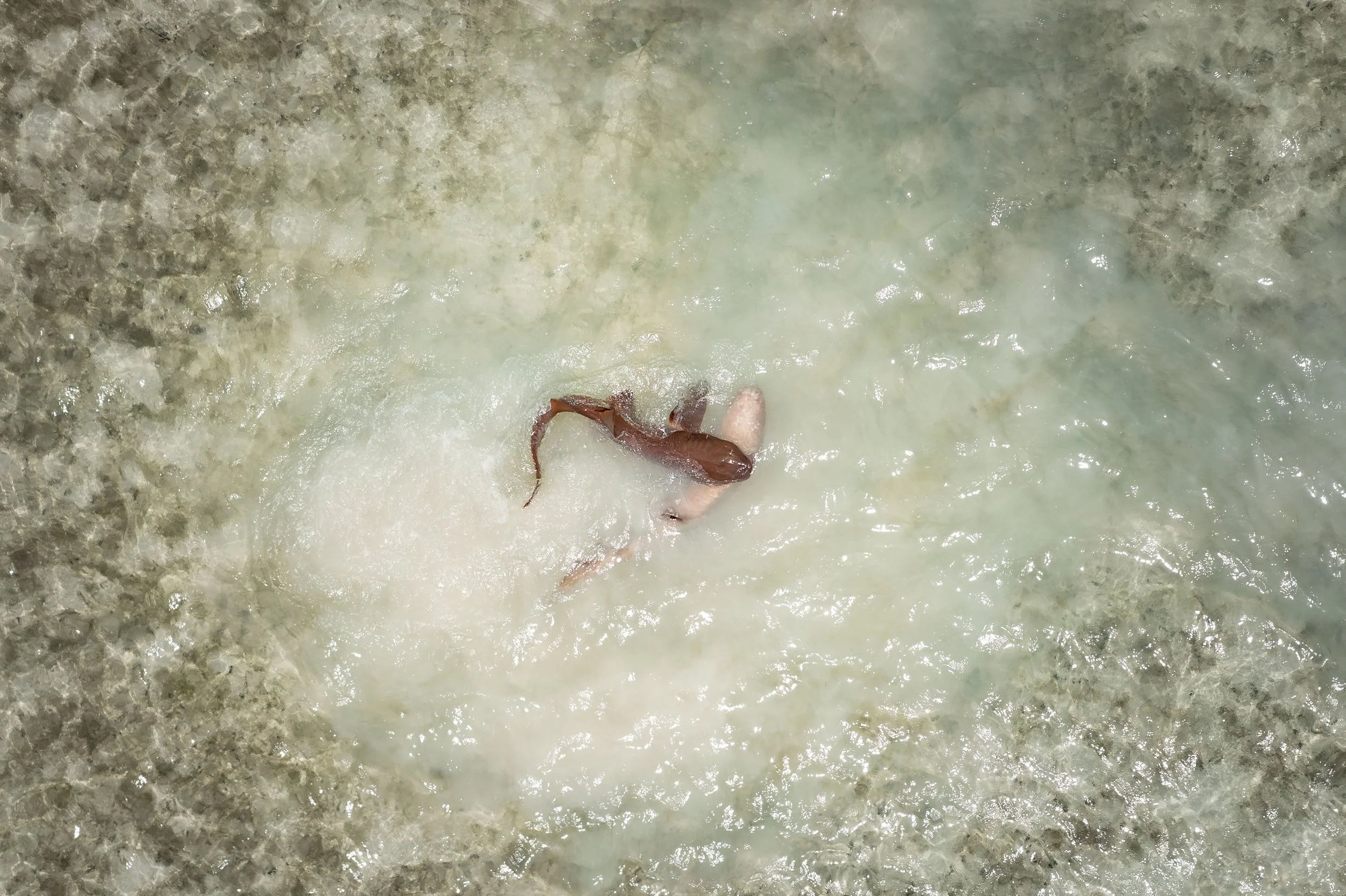 Nurse Sharks (Ginglymostoma cirratum) mating