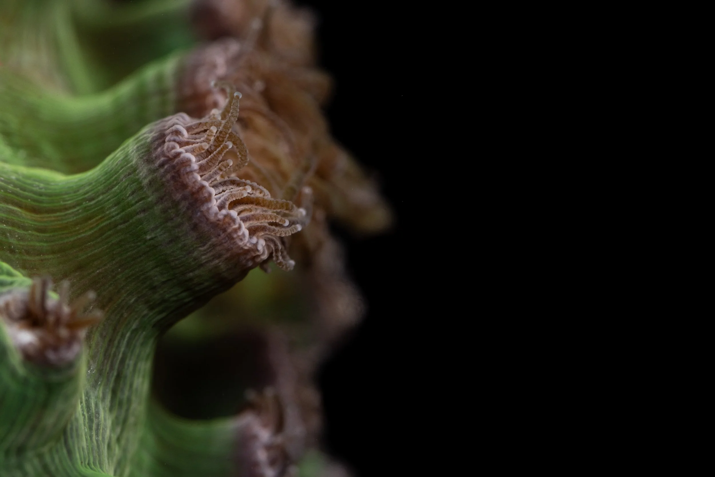 Great Star Coral (Montastraea cavernosa) 