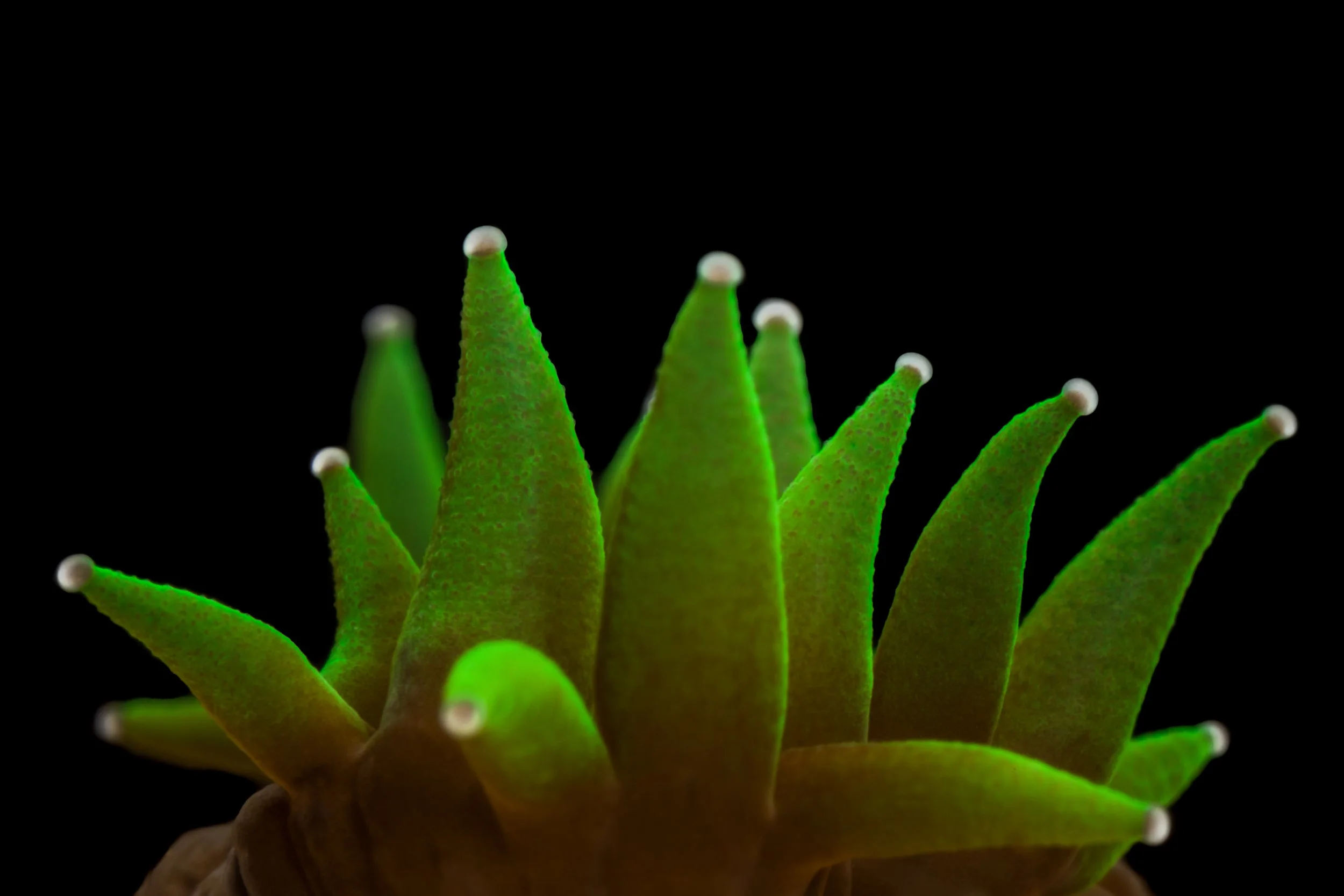 Pillar Coral (Dendrogyra cylindrus) - recruit