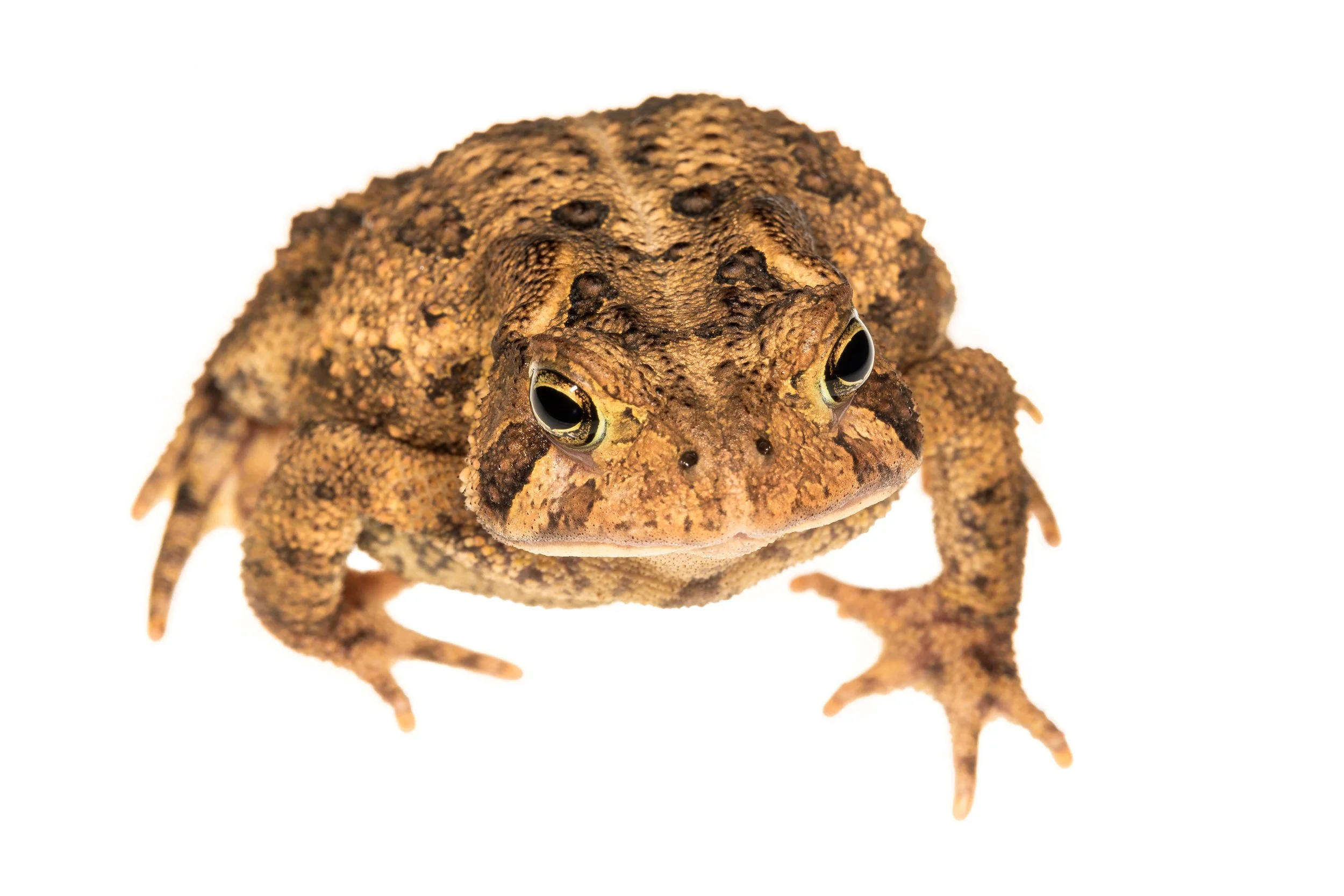 American Toad (Anaxyrus americanus)