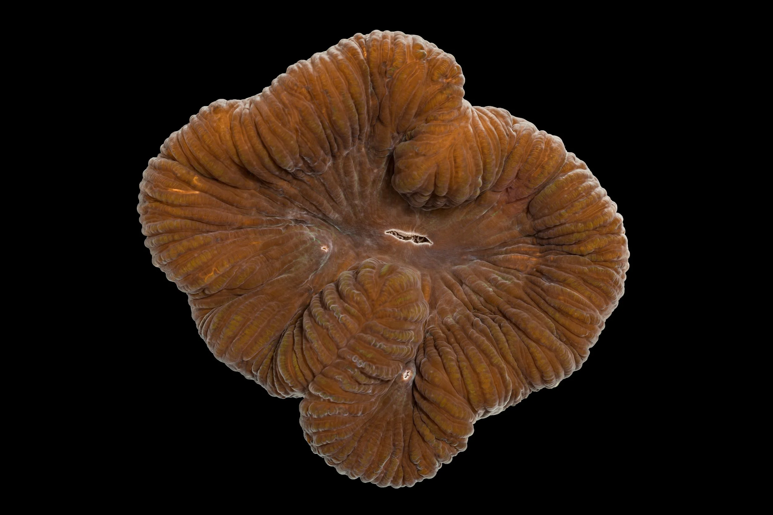 Boulder Brain Coral (Colpophyllia natans)