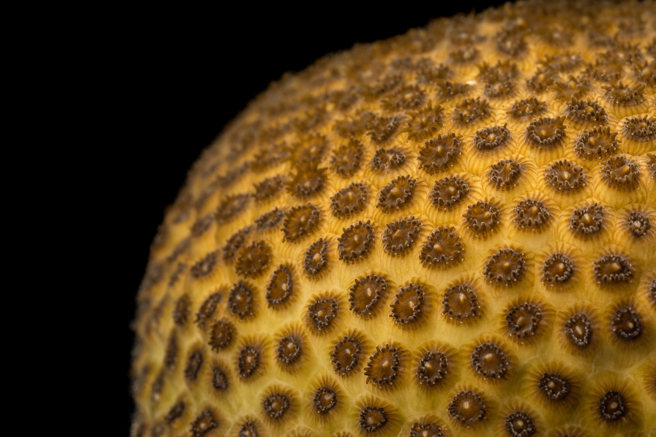 Smooth Star Coral (Solenastrea bournoni)