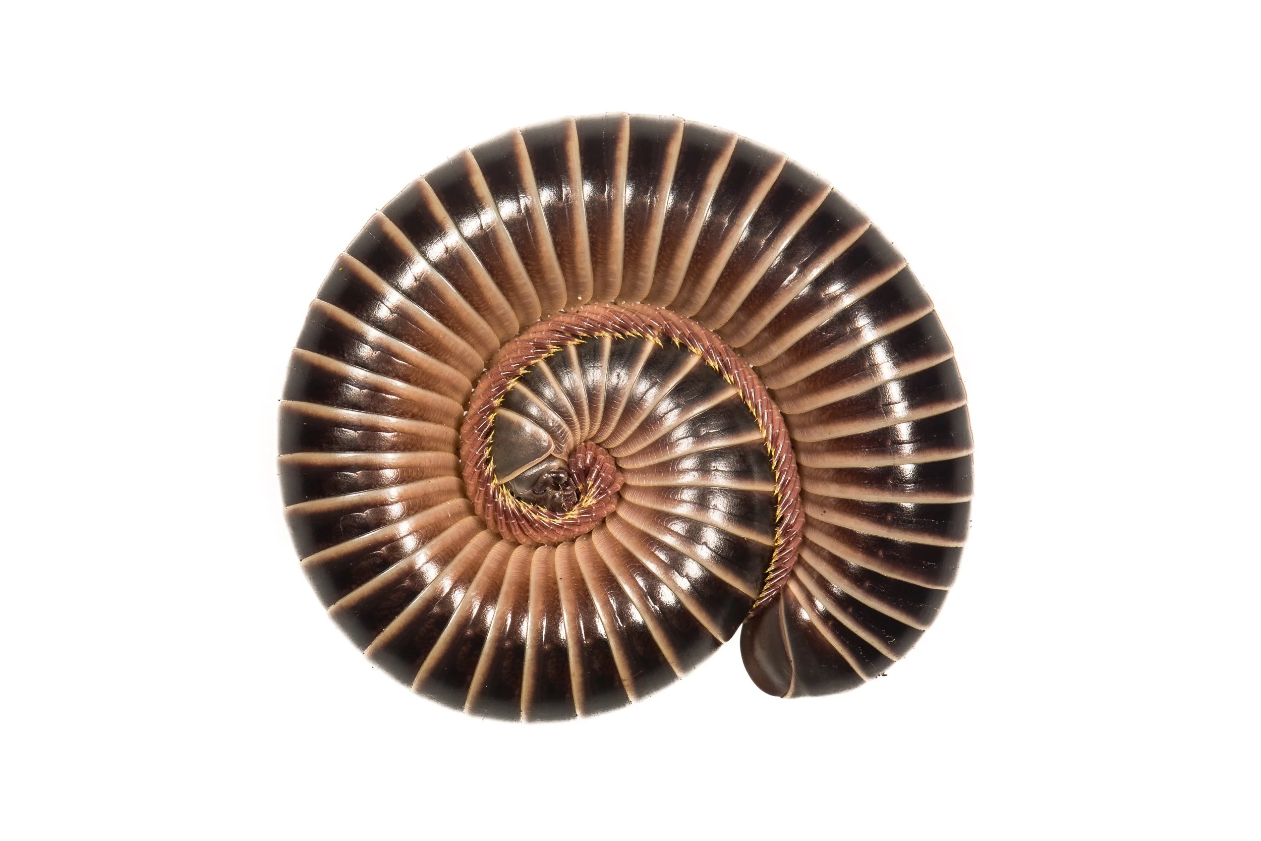 Millipede