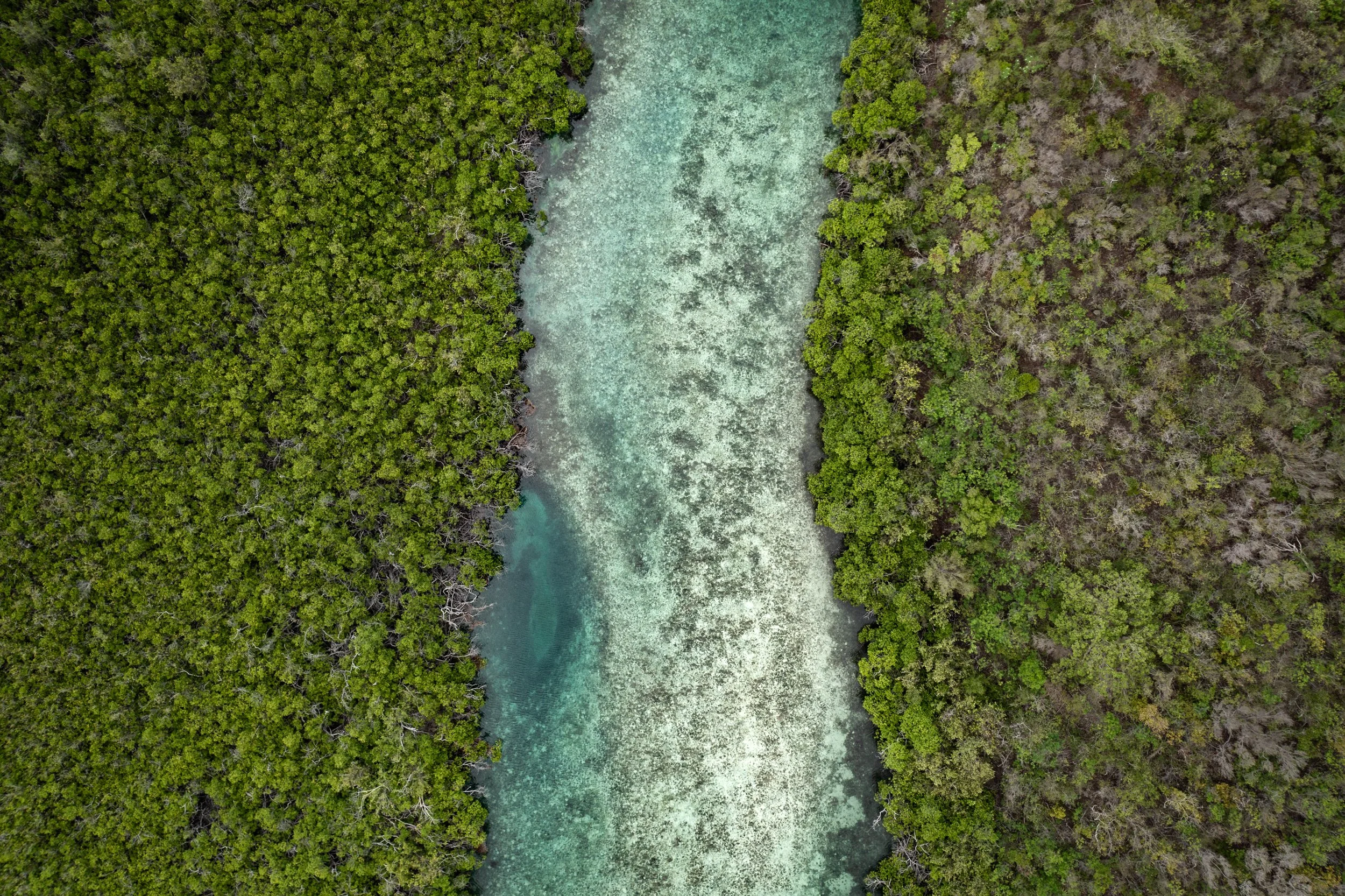 mangroveforest_STEER_Caribbean-11.jpg