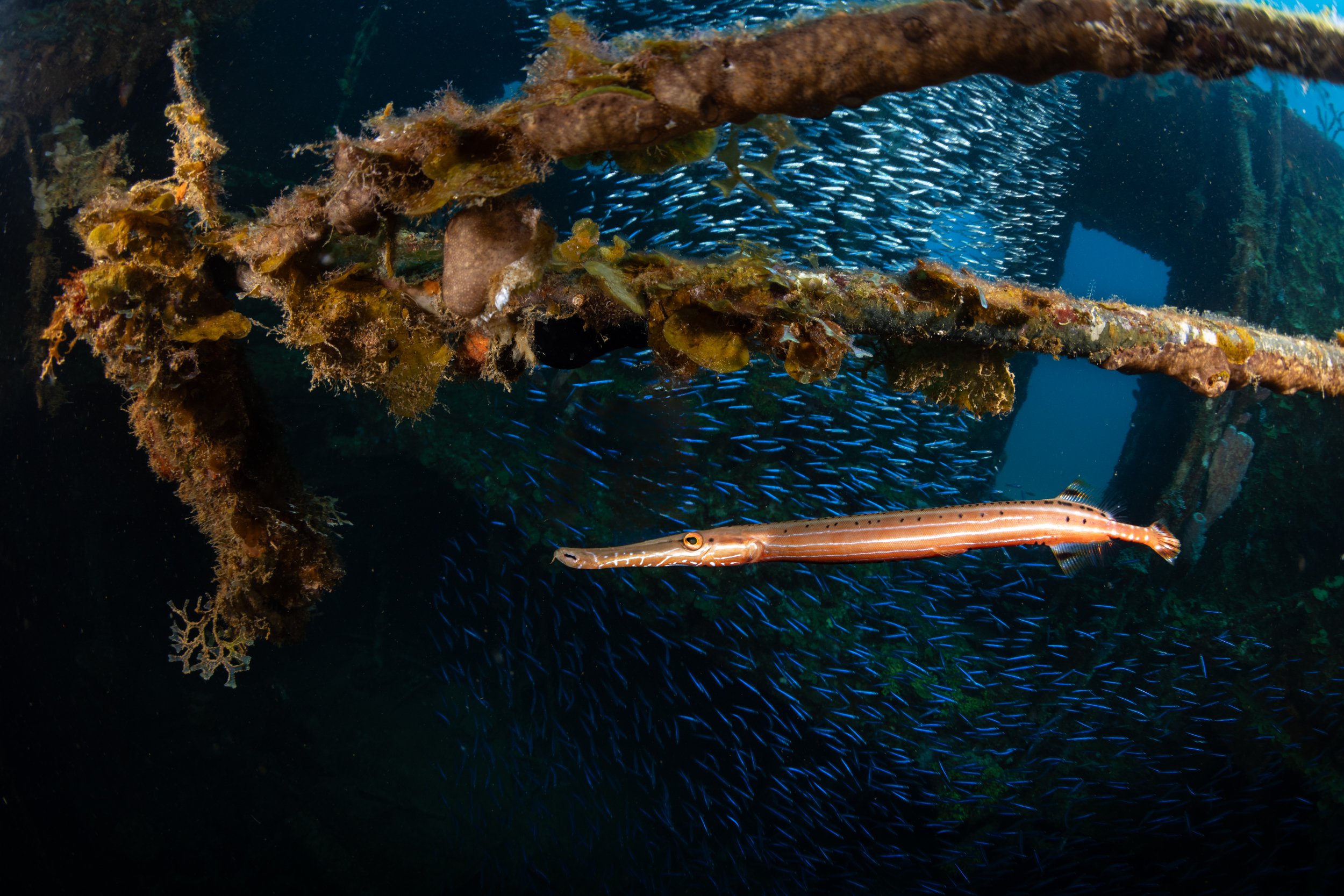 Atlantic trumpetfish (Aulostomus strigosus)