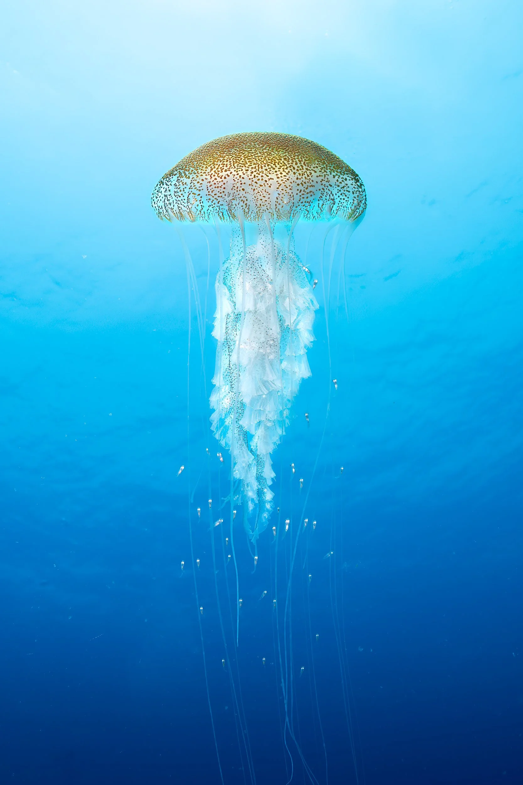 Jellyfish