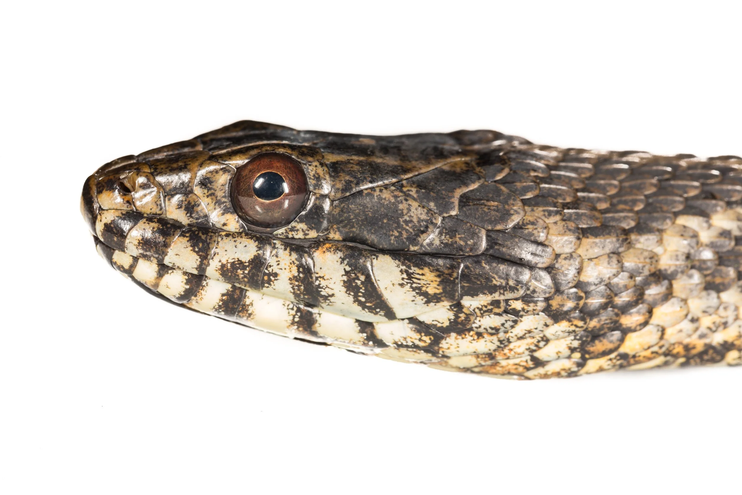 Salt Marsh Snake (Nerodia clarkii)