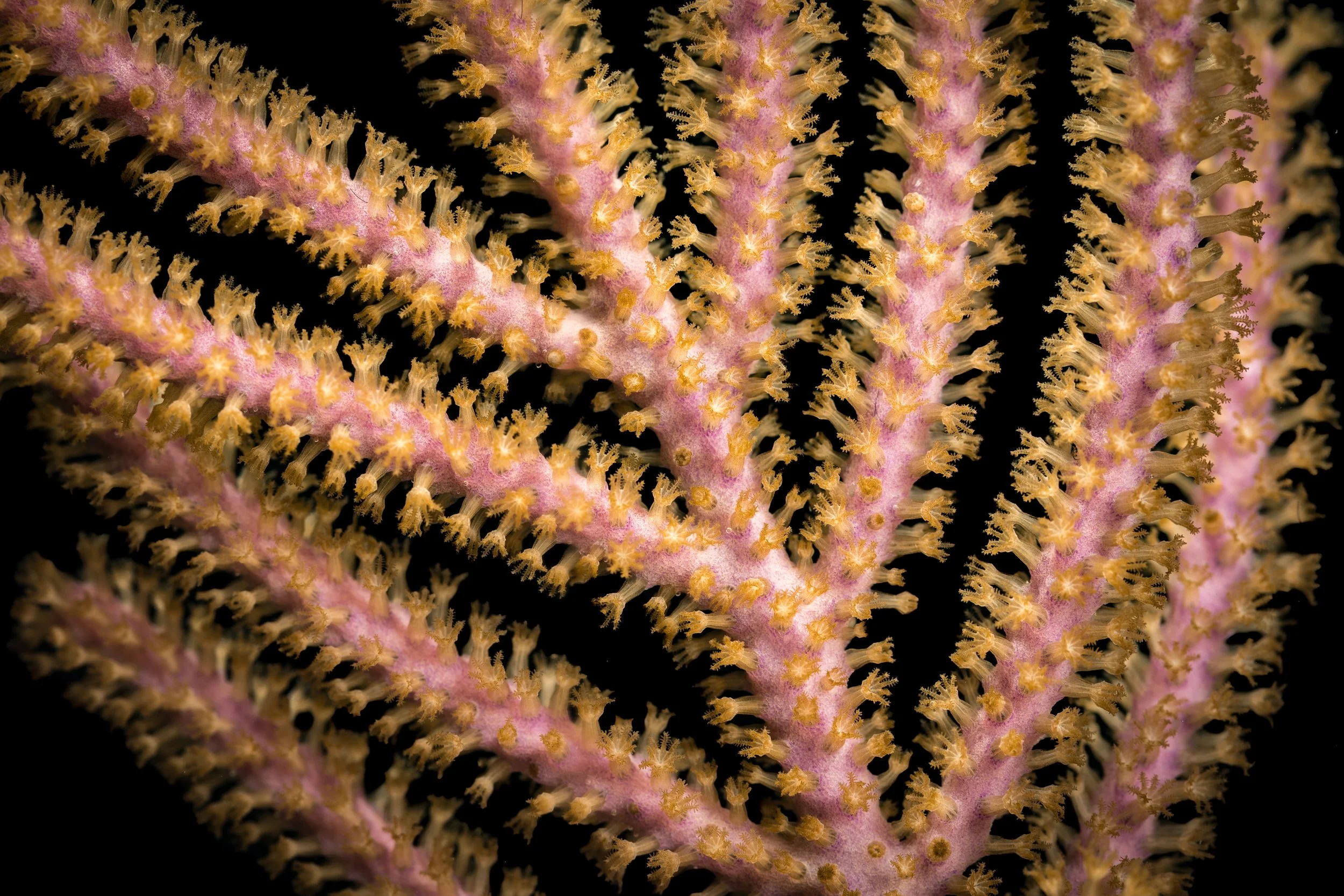 Bipinnate Sea Plume (Antillogorgia bipinnata)
