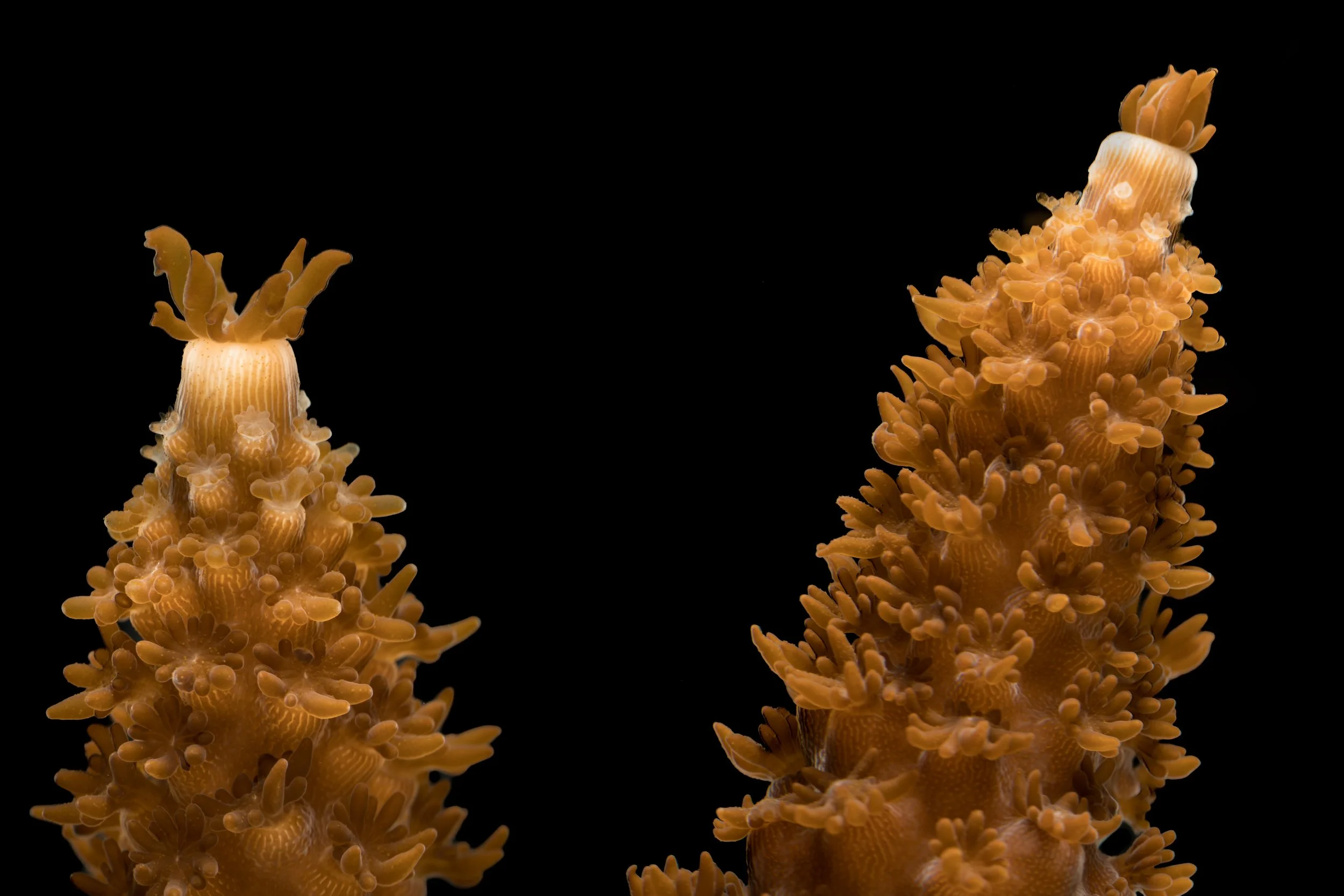 Staghorn Coral (Acropora cervicornis)