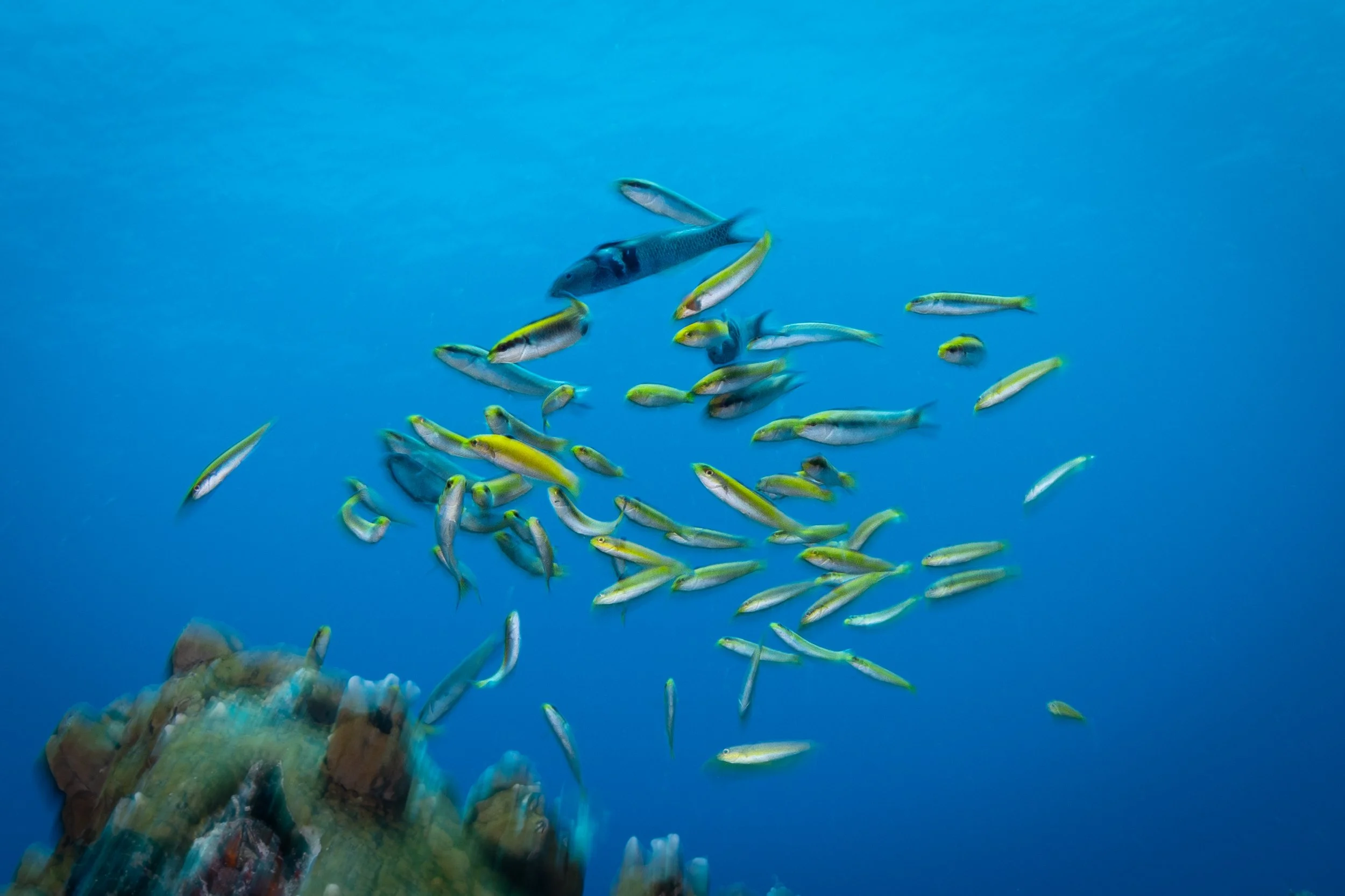 Bluehead (Thalassoma bifasciatum) spawning