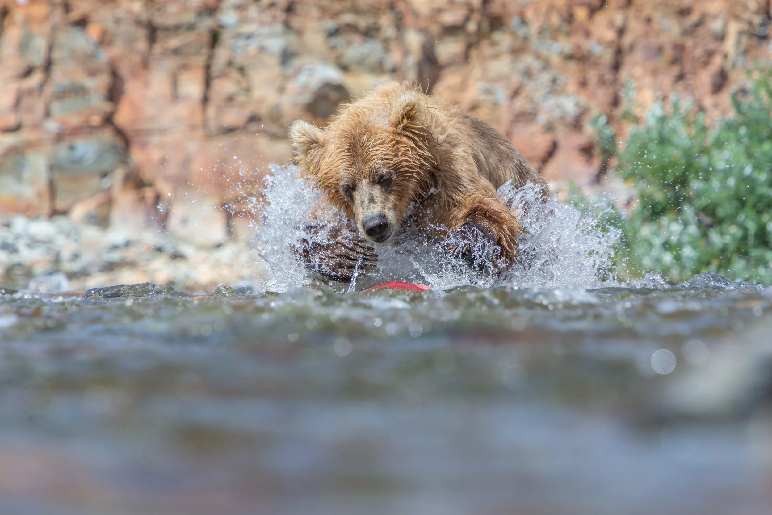 Alaskan Brown Bear (Ursus arctos gyas) hunting salmon