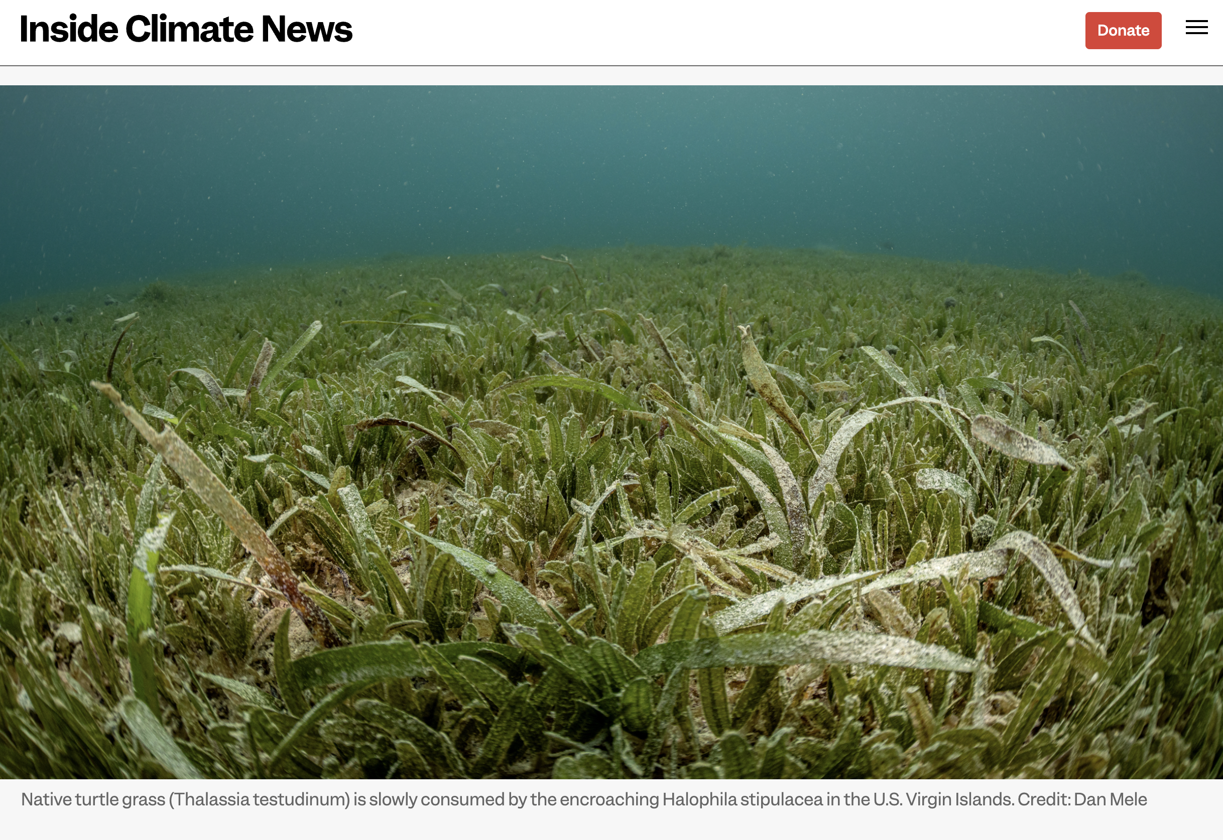 seagrass.png
