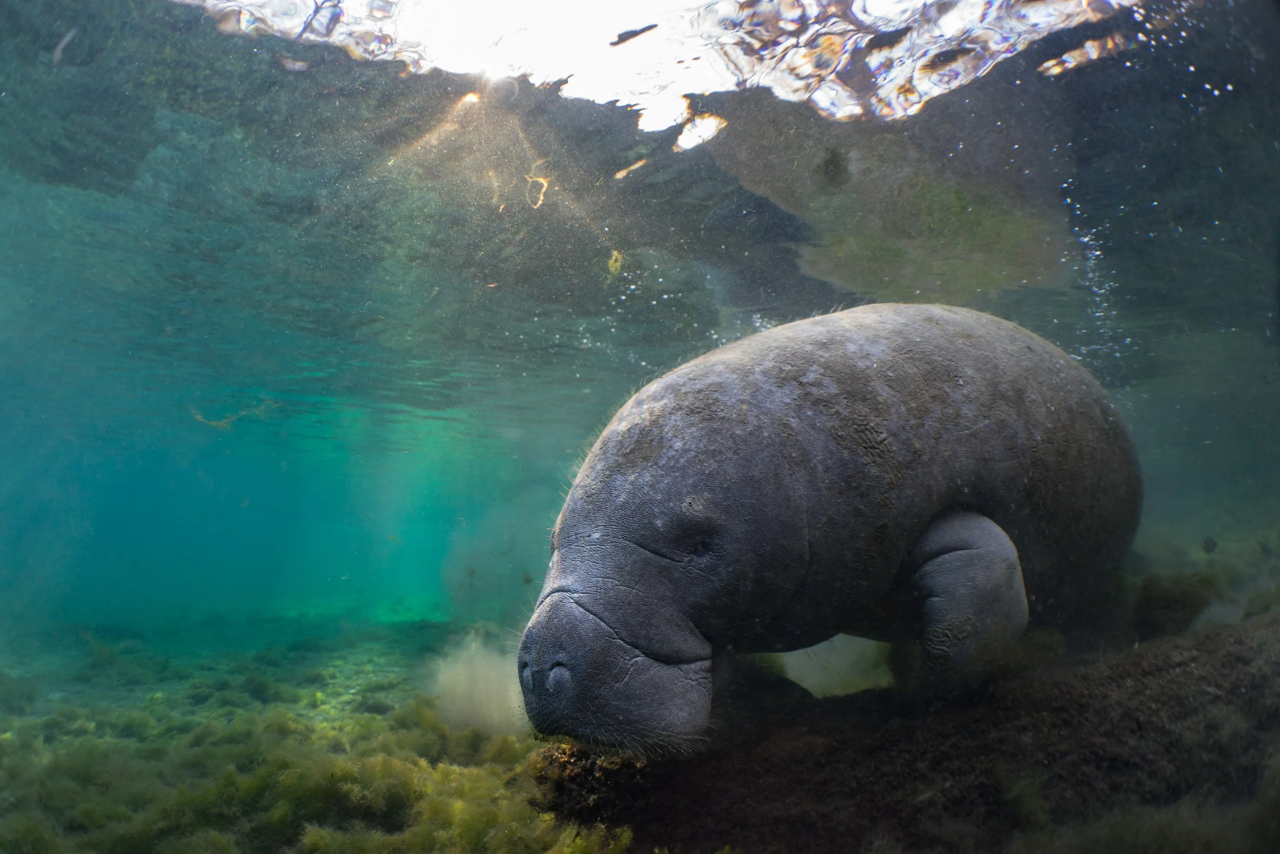 Florida manatee (Trichechus manatus latirostris)