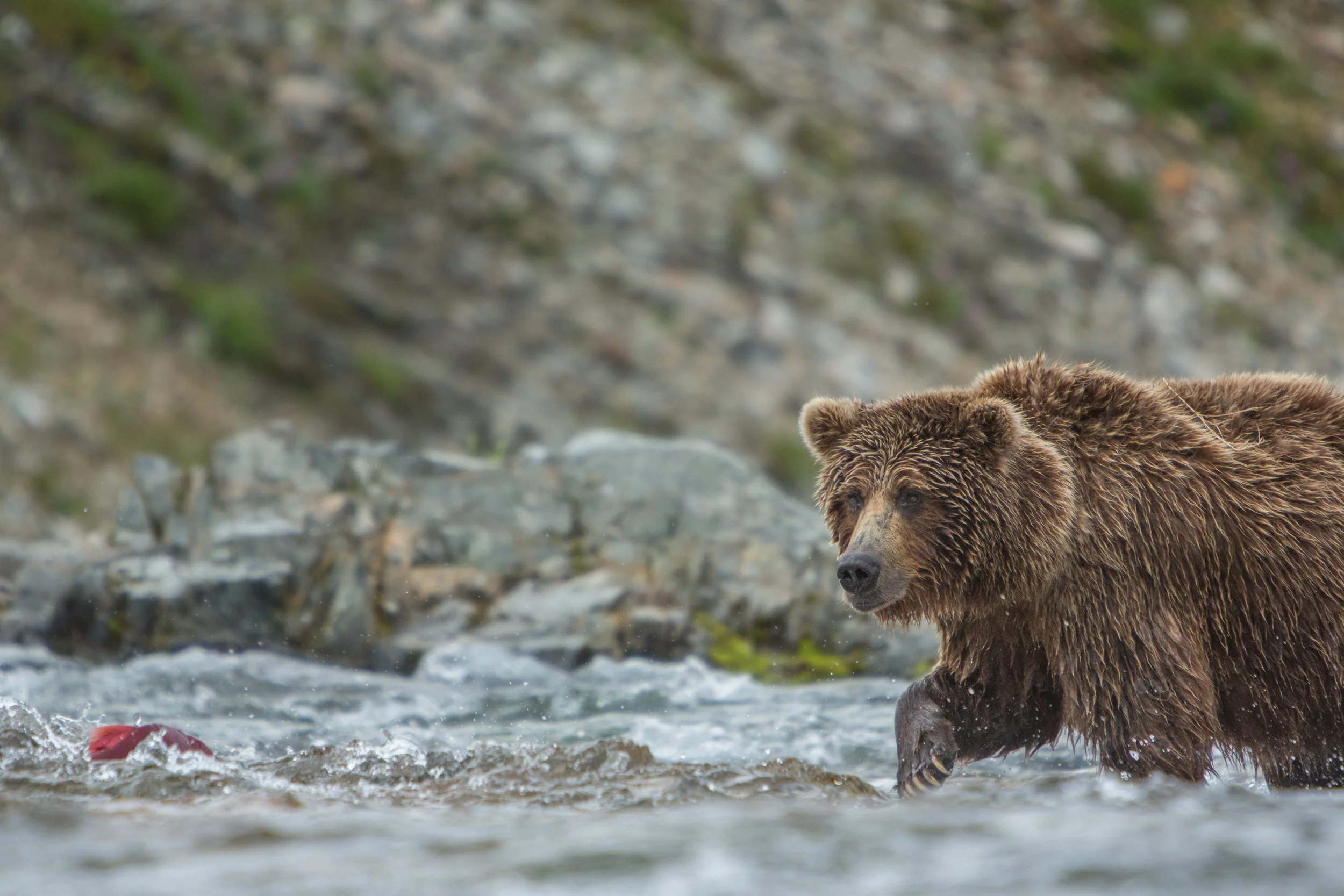 Alaskan Brown Bear (Ursus arctos gyas) 