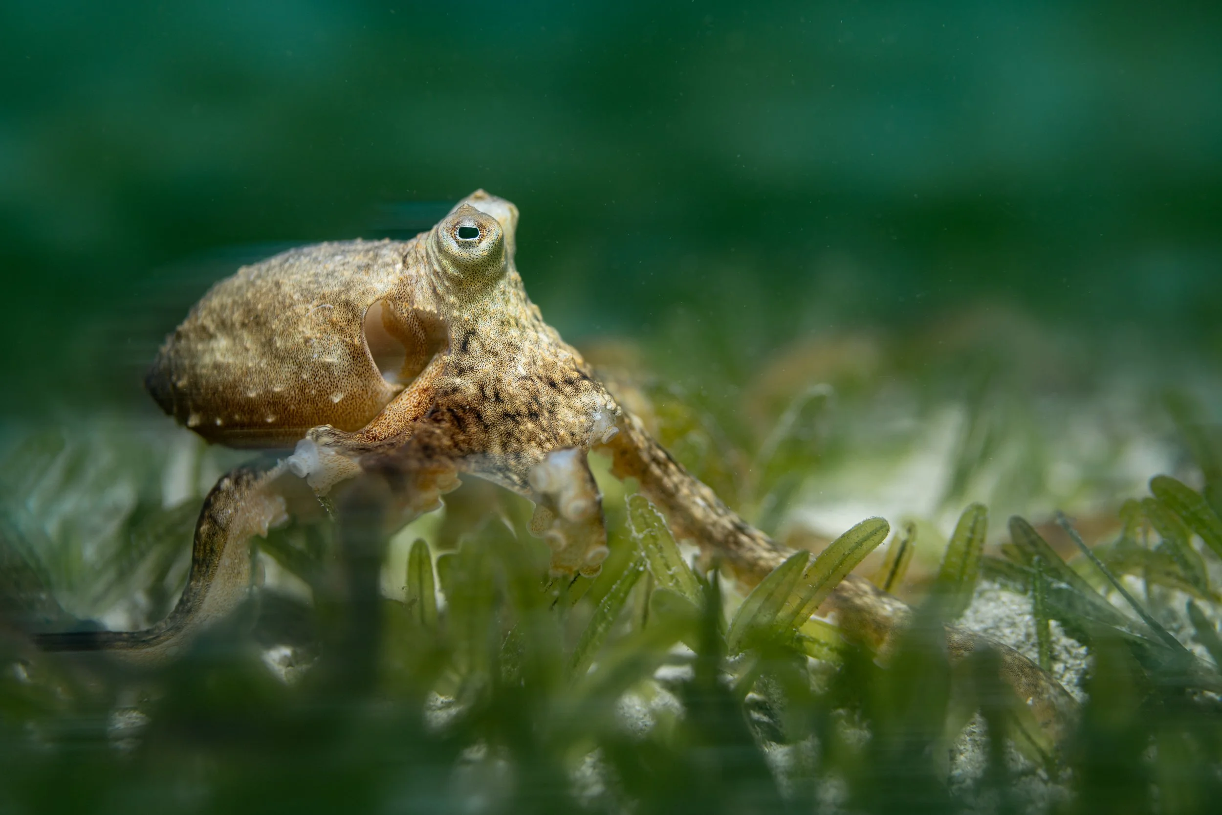 Atlantic Longarm Octopus (Macrotritopus defilippi)