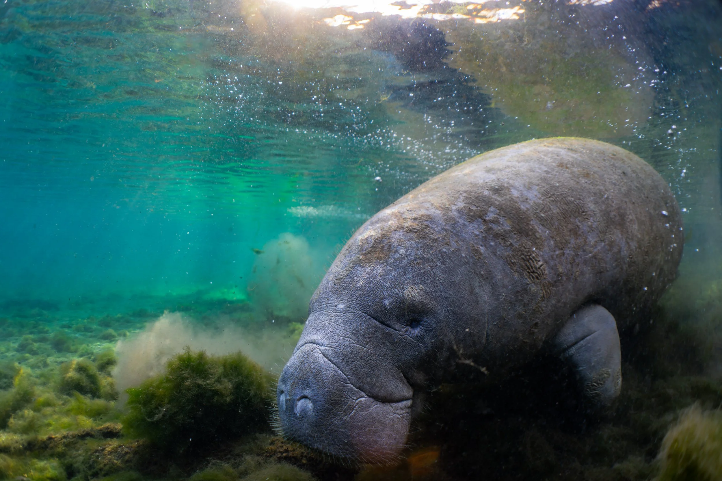 Florida manatee (Trichechus manatus latirostris)